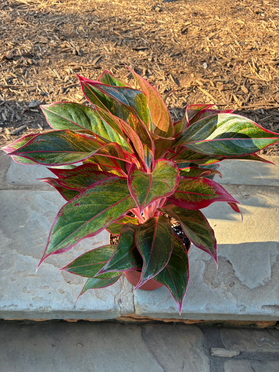 Creta Aglaonema