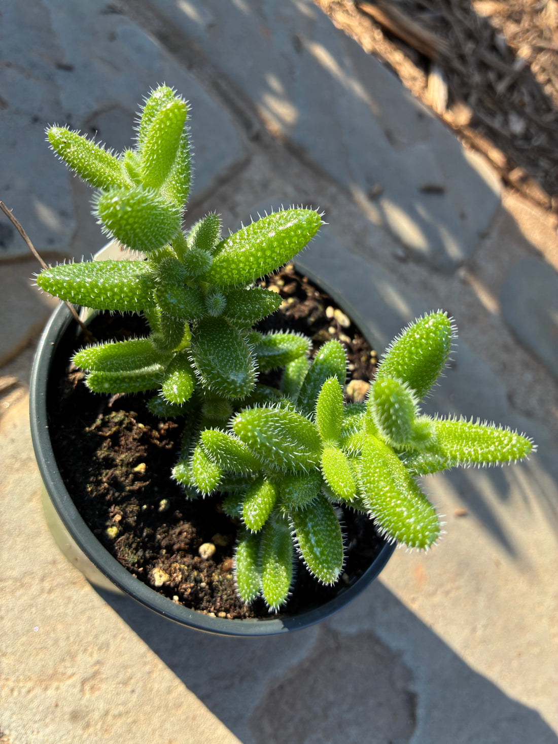 Gherkin Pickle Plant