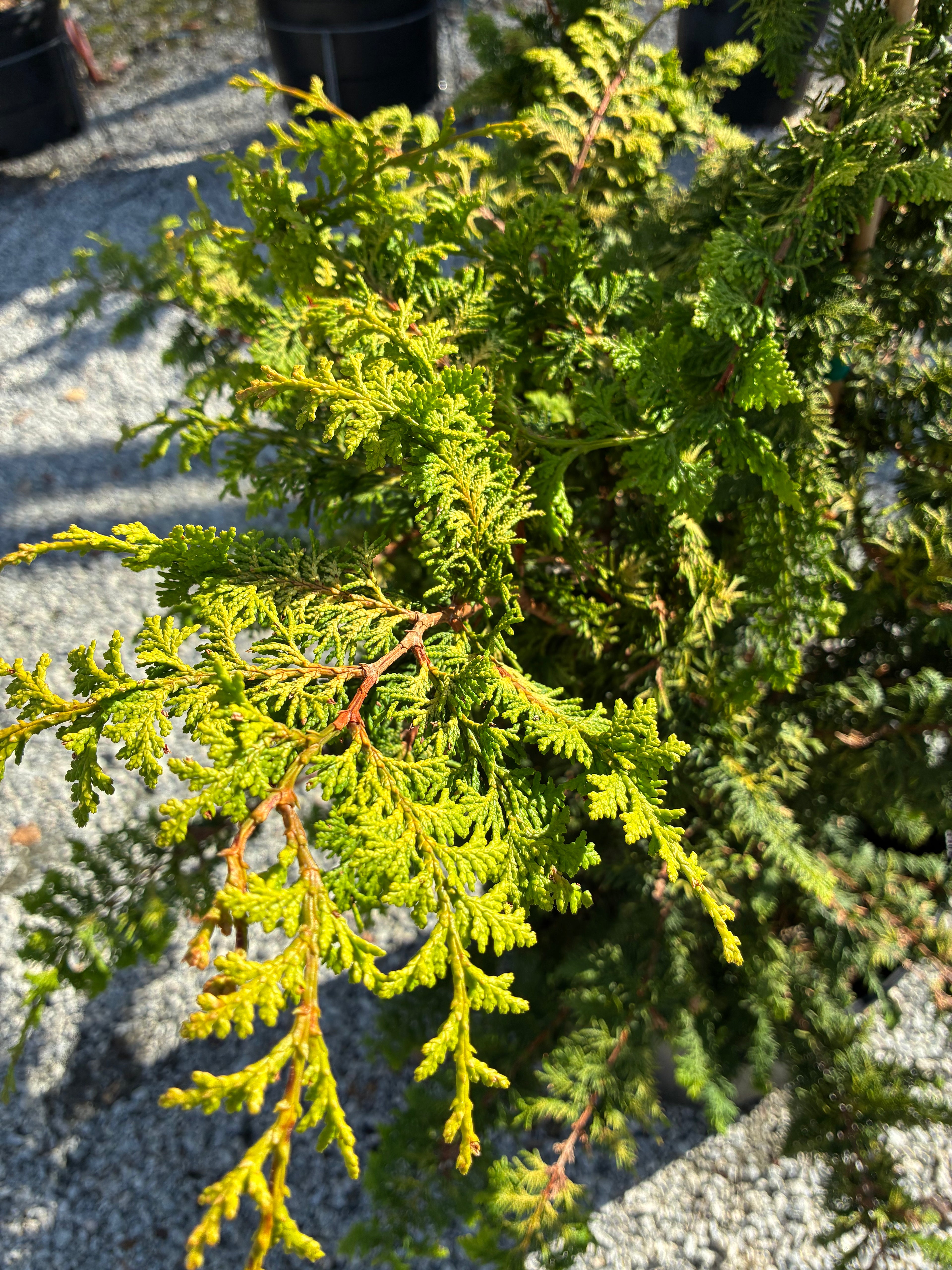 Fernspray Gold Hinoki Cypress