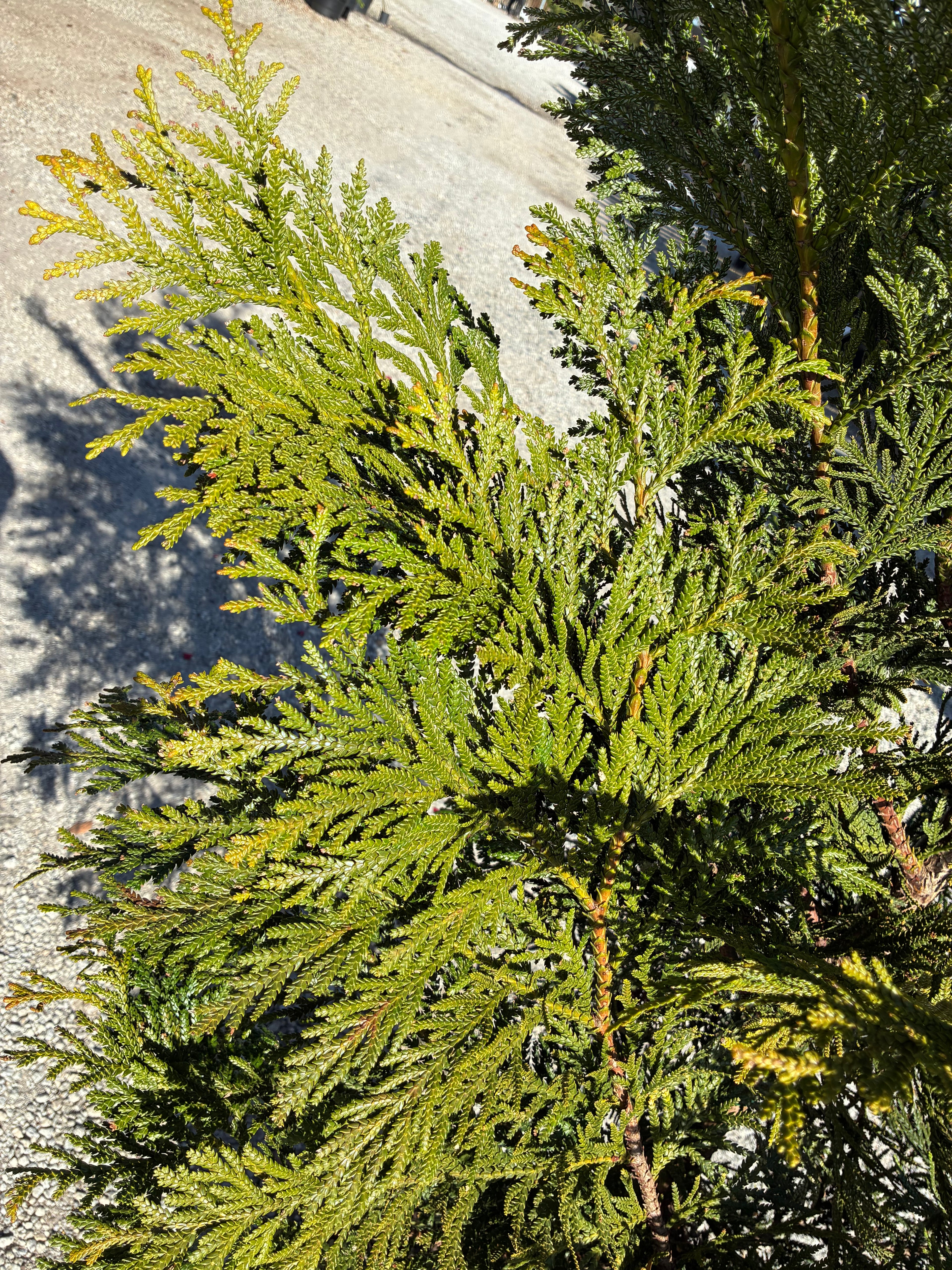 Jurassic Park False Arborvitae