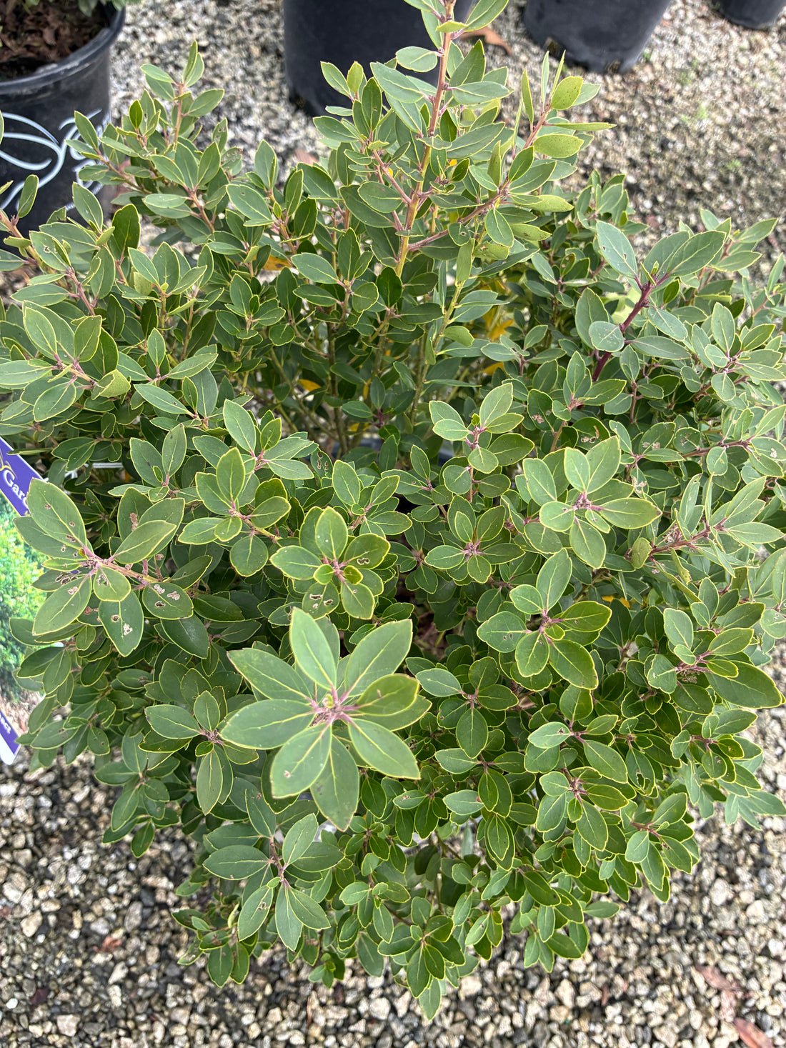 Forever Emerald Inkberry Holly