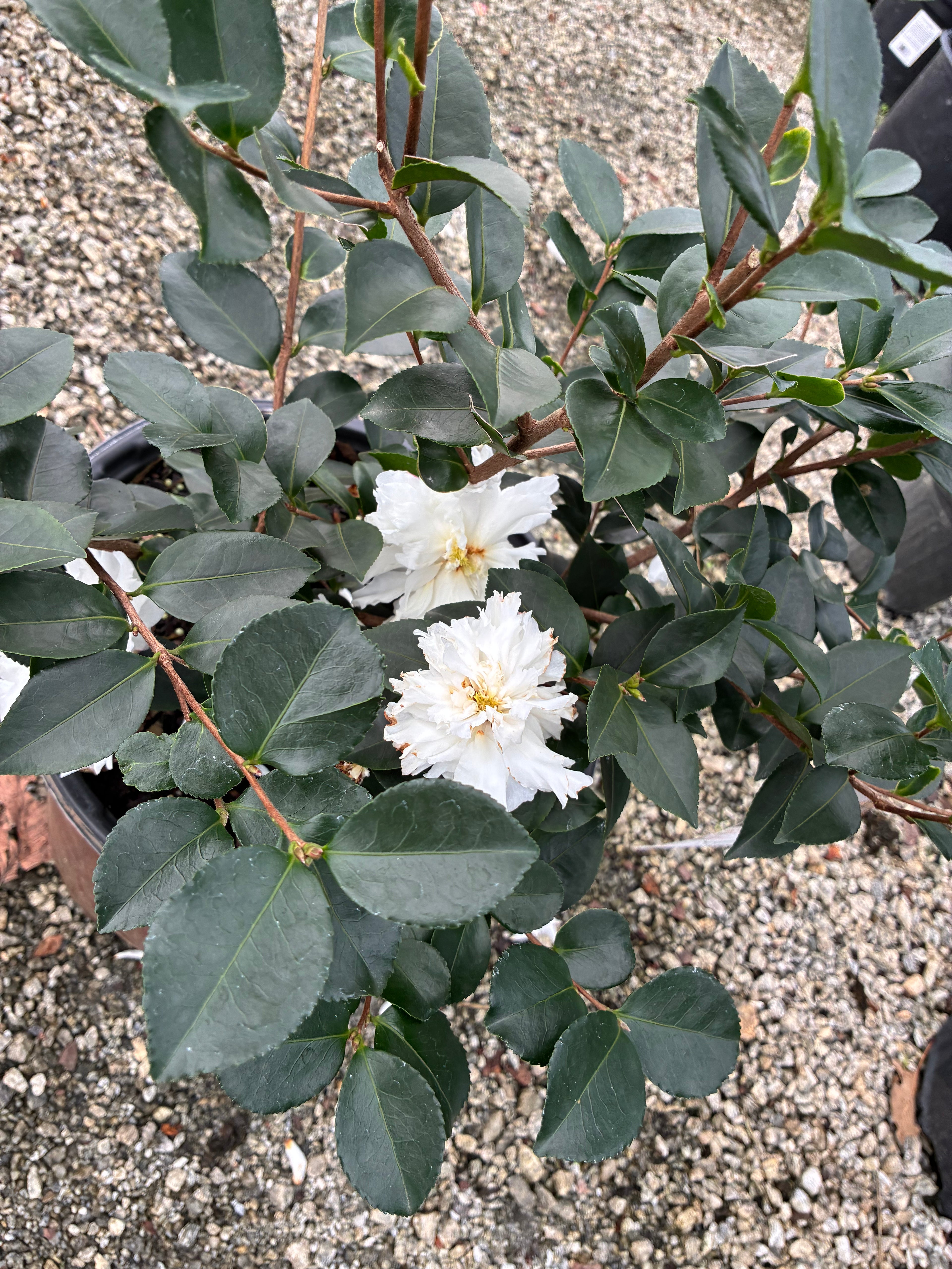 October Magic Ivory Sasanqua