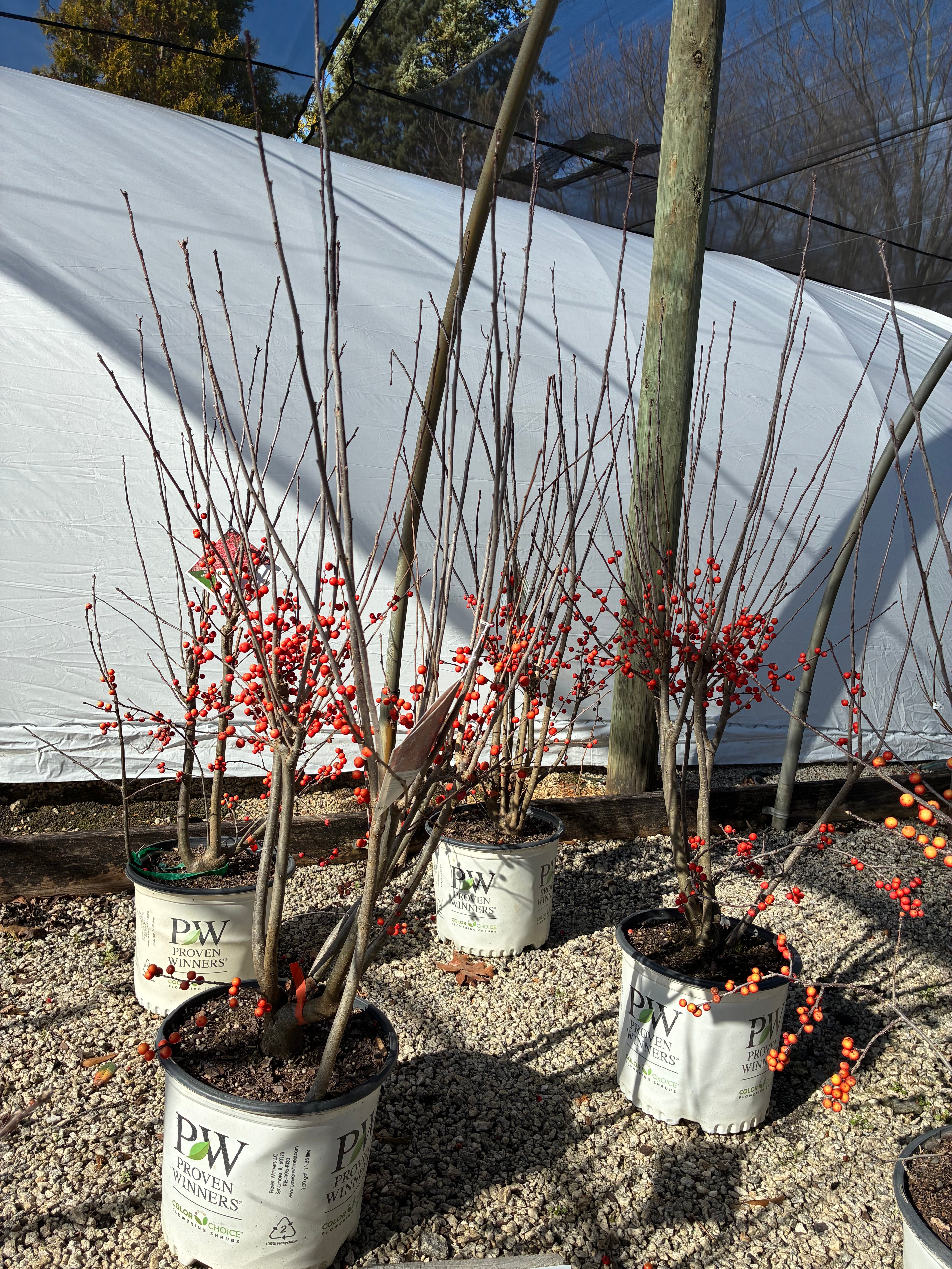 Berry Heavy Female Winterberry