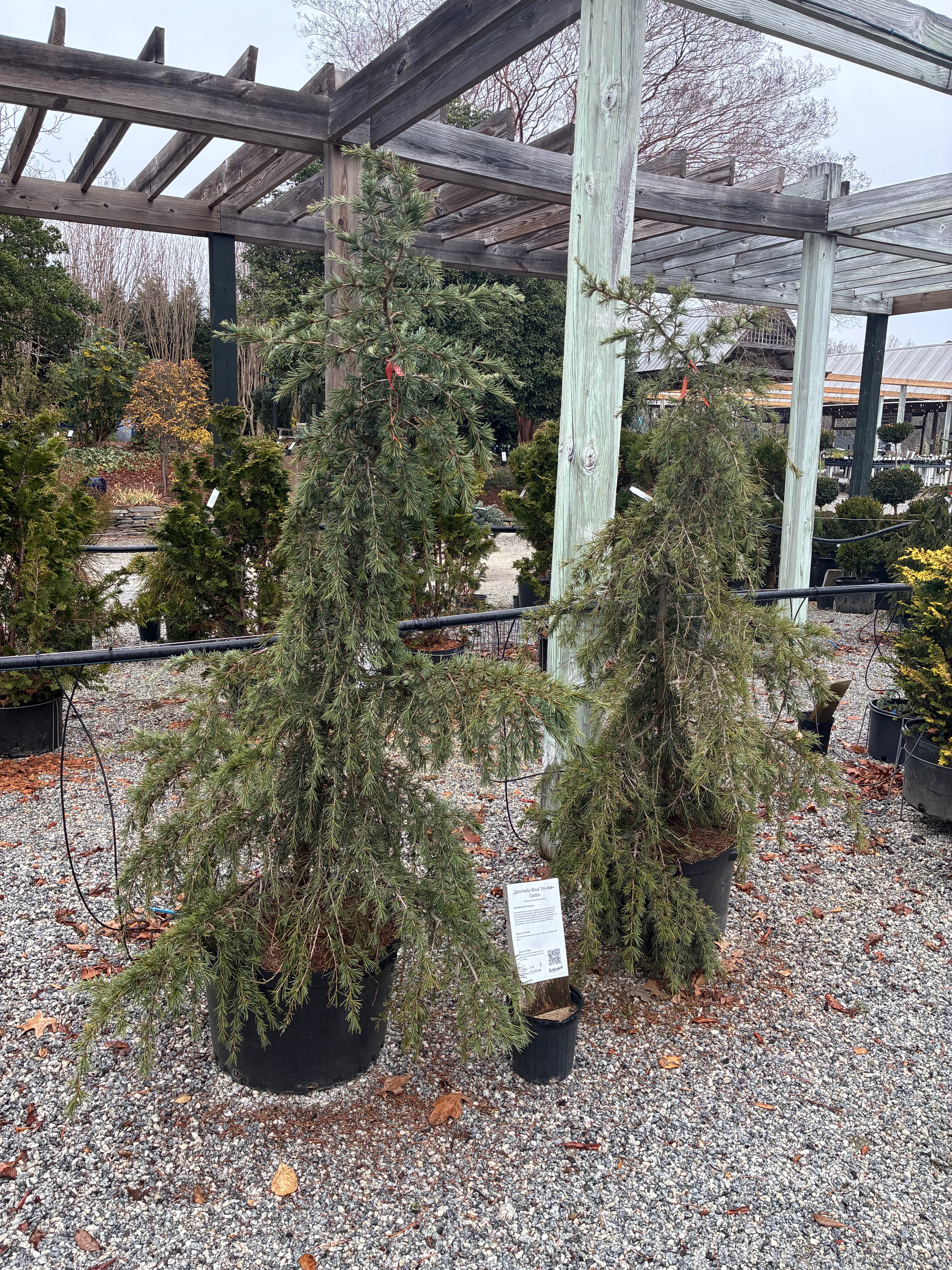 Devinely Blue Deodar Cedar 3-4&