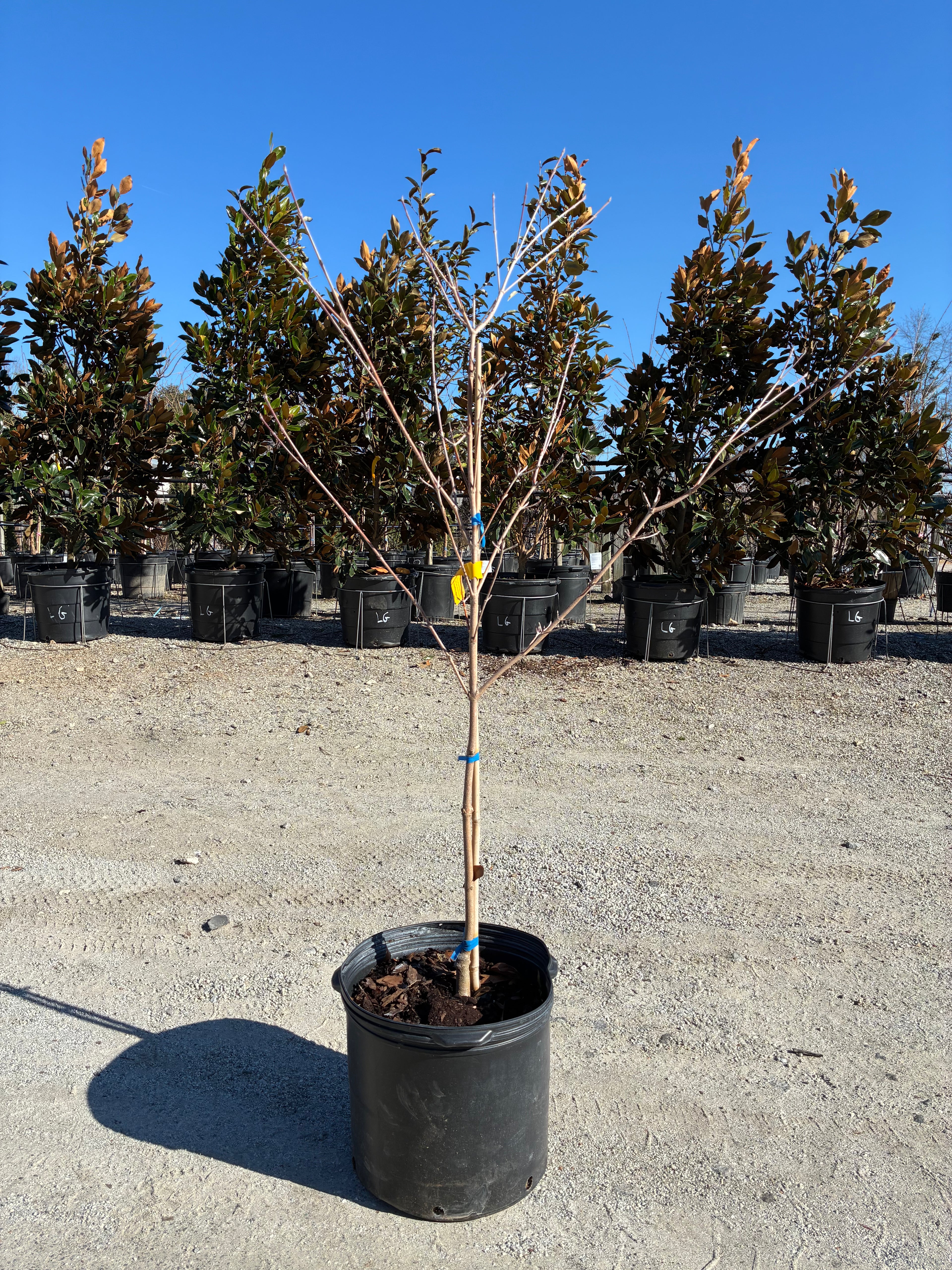 Samaritan Dogwood
