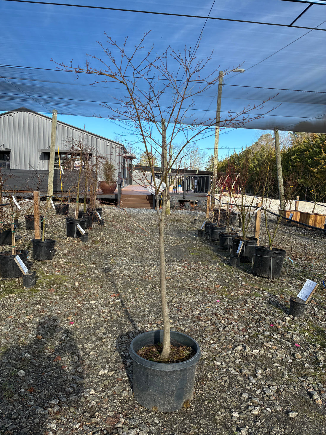 Koto-no-ito Jap. Maple