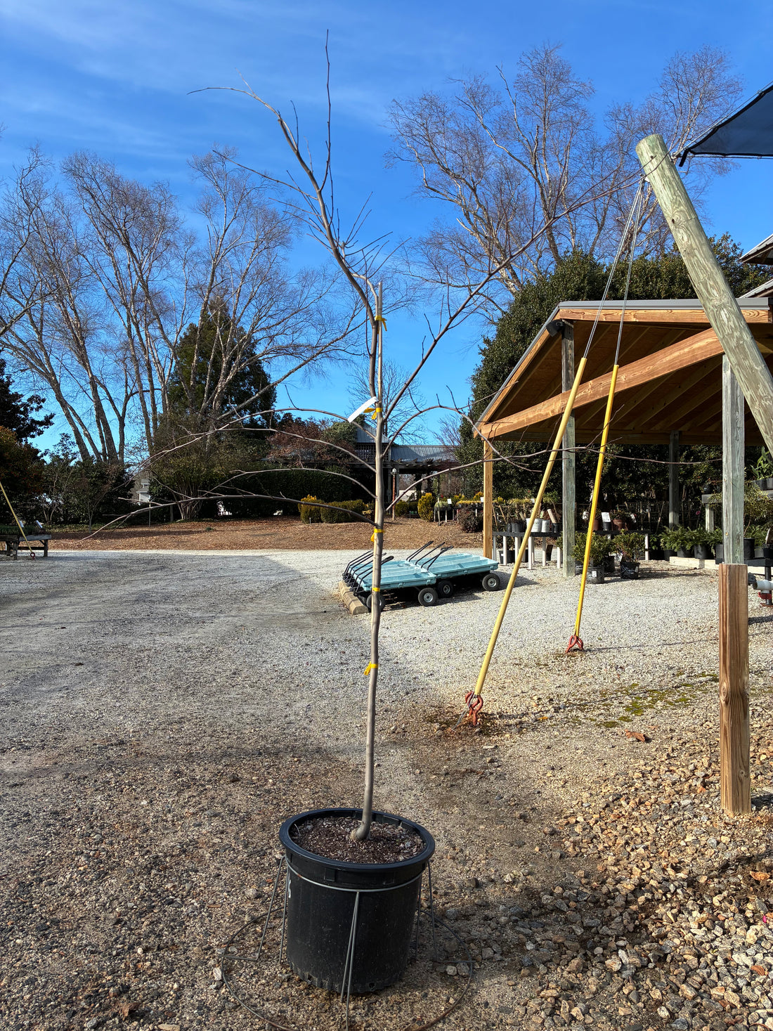 Hearts of Gold Redbud