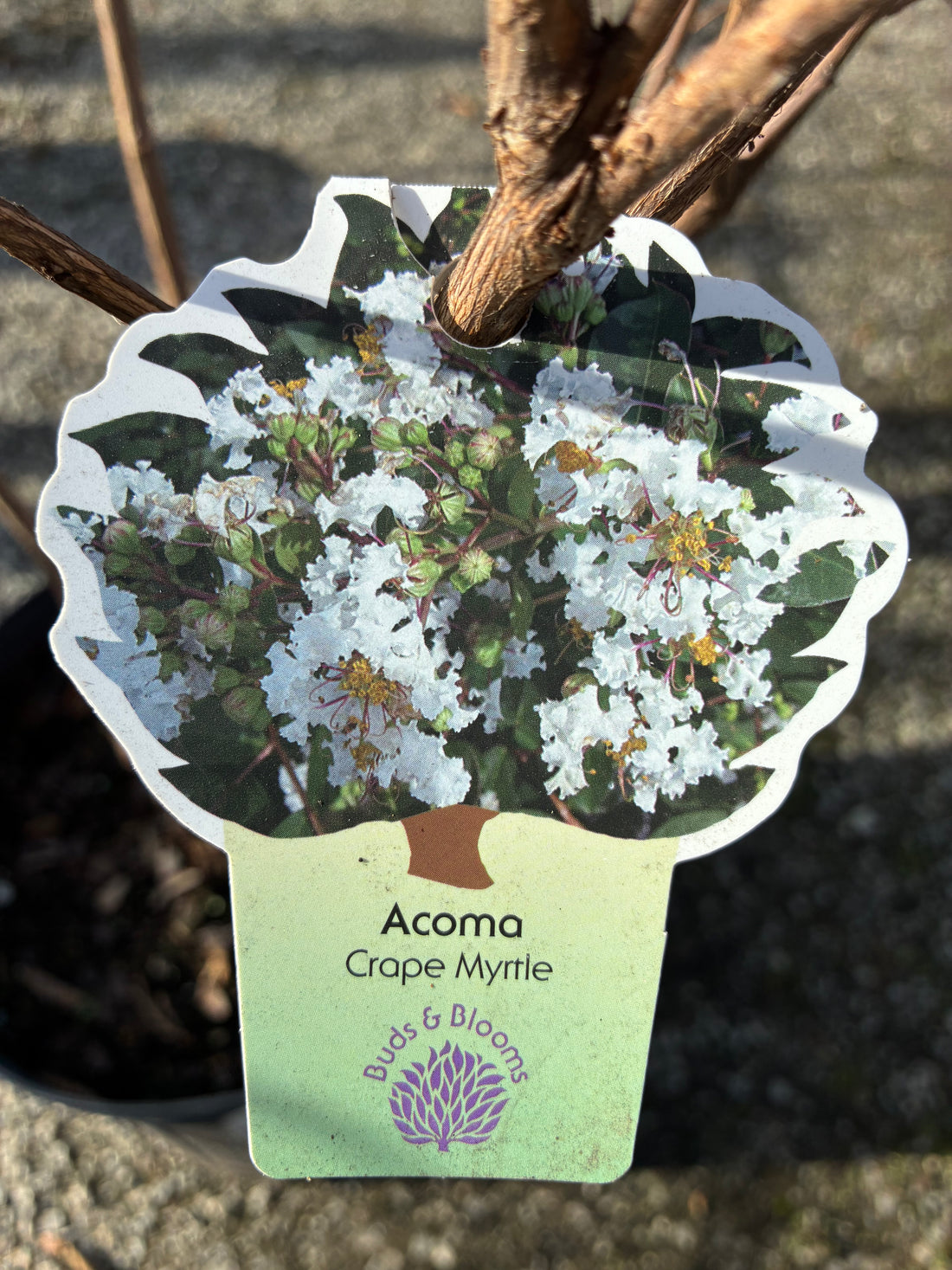 Acoma Crapemyrtle