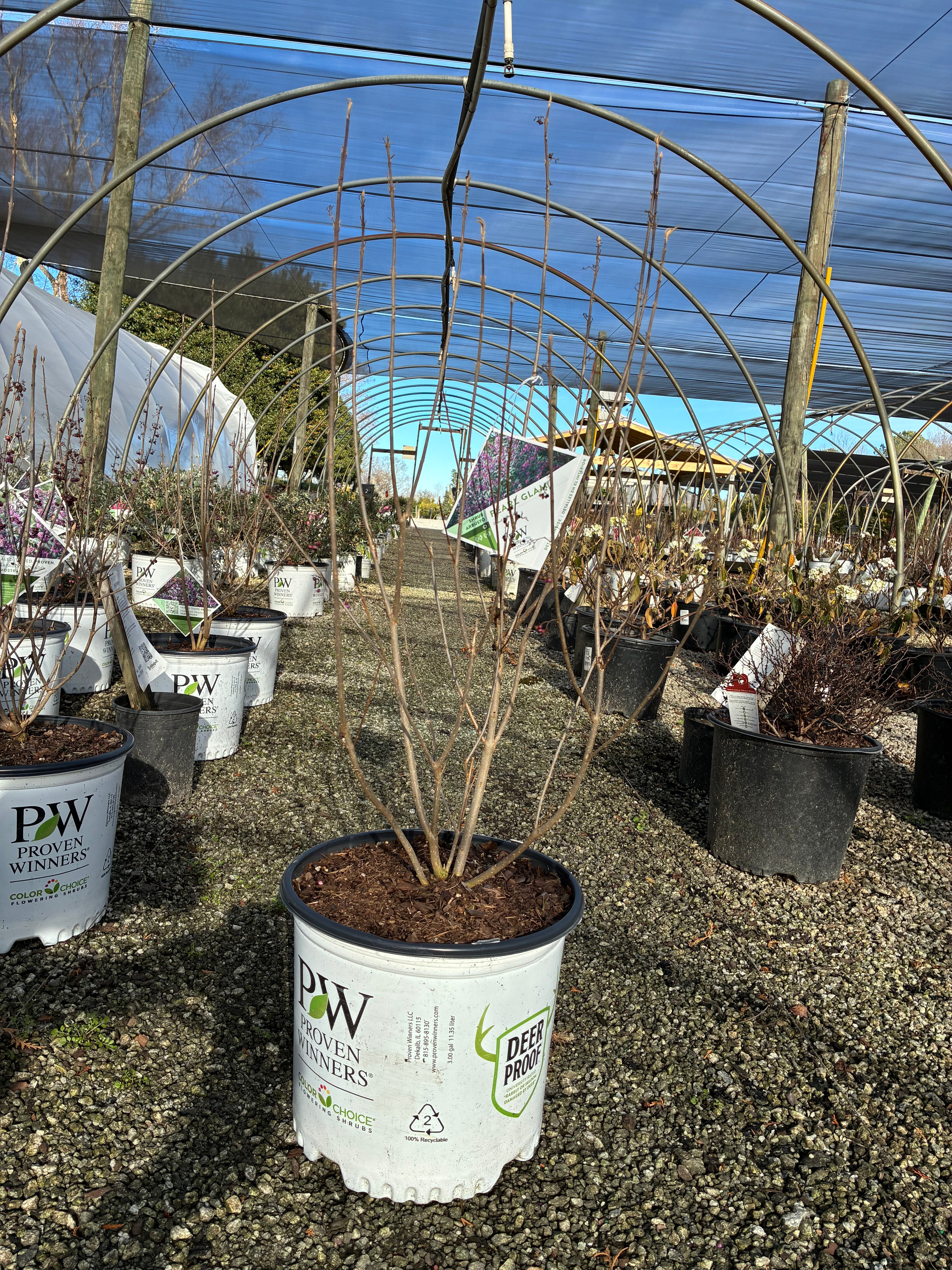 Pearl Glam Beautyberry