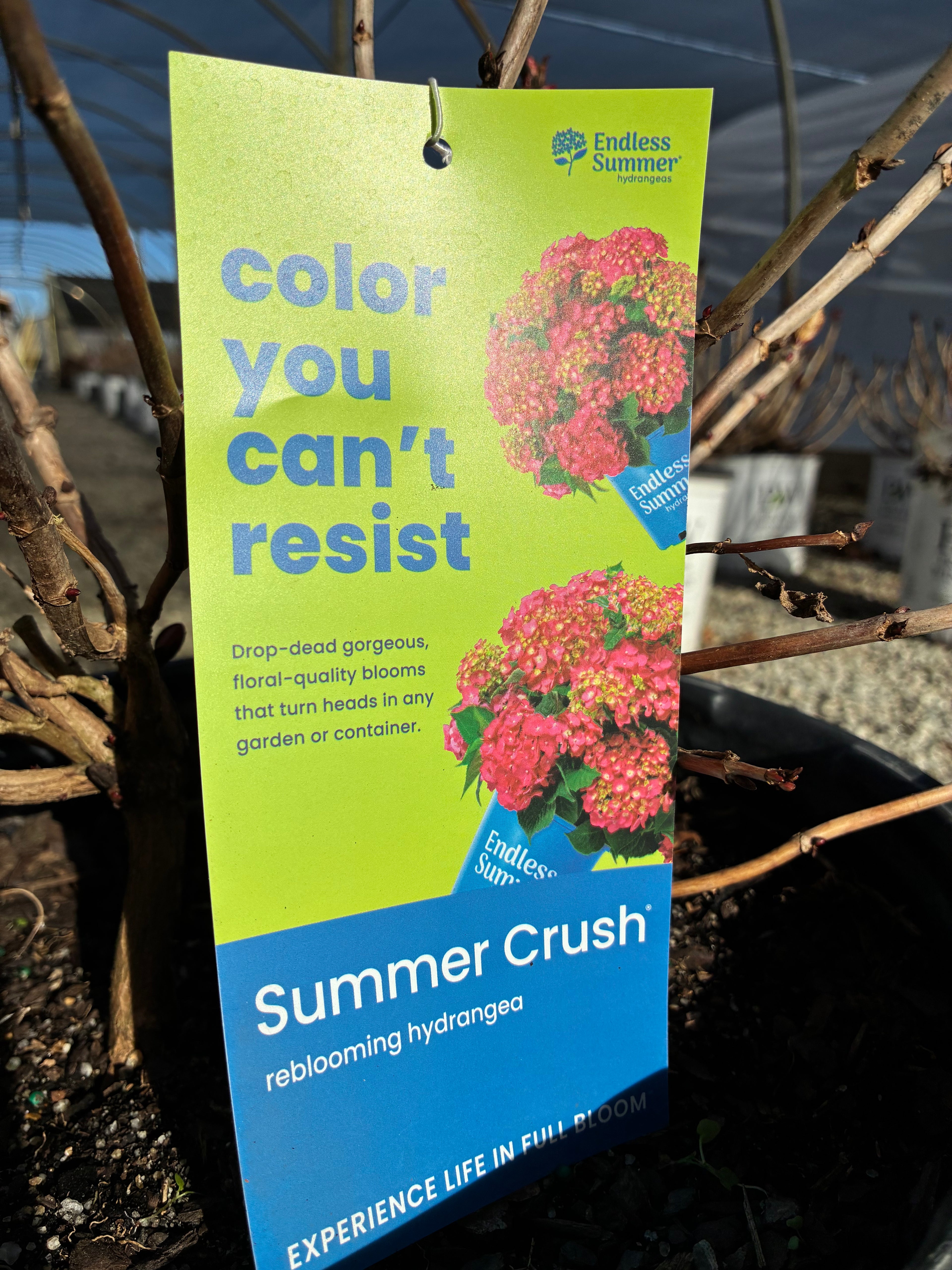 Summer Crush Hydrangea