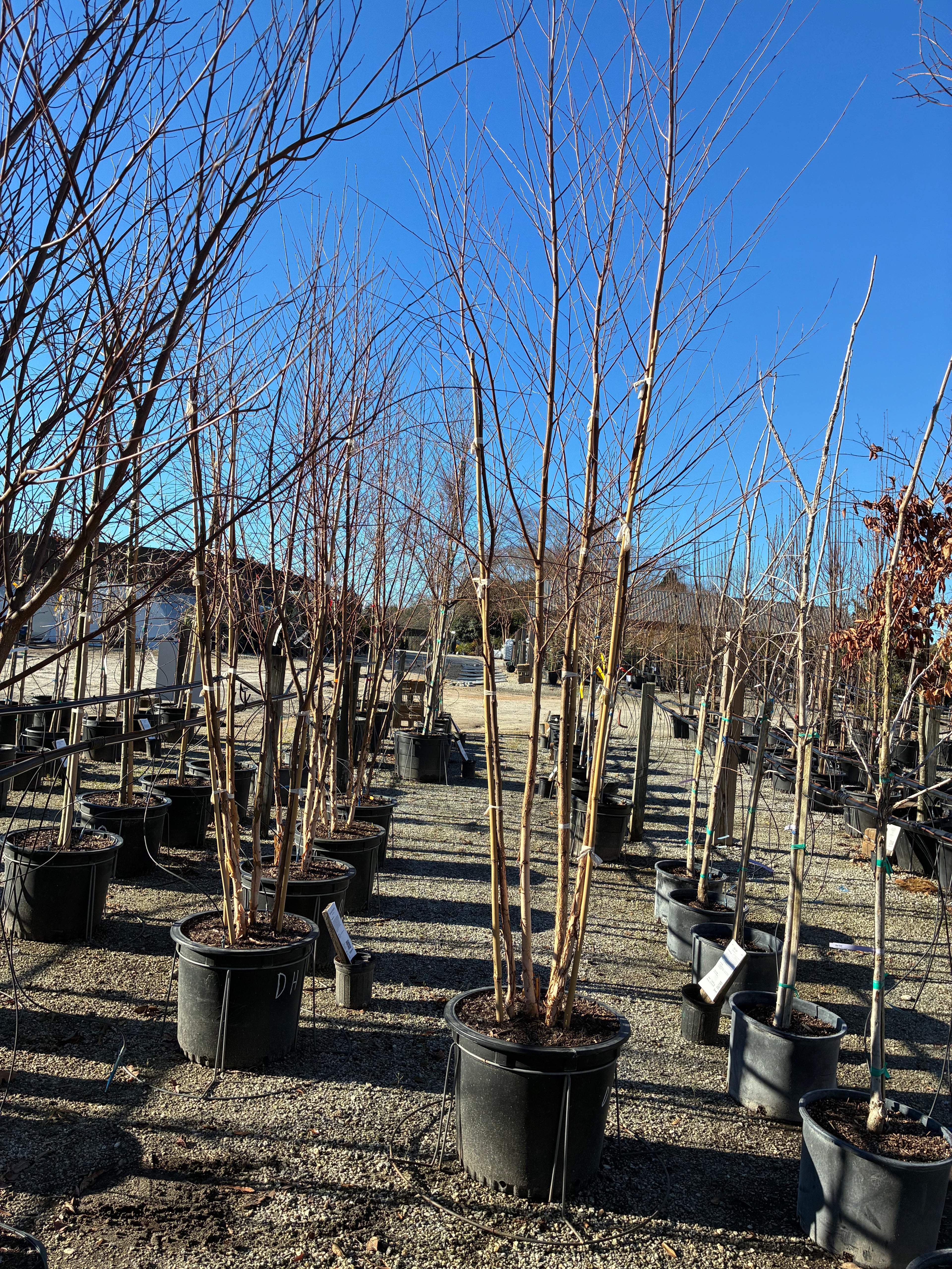 Dura-Heat River Birch