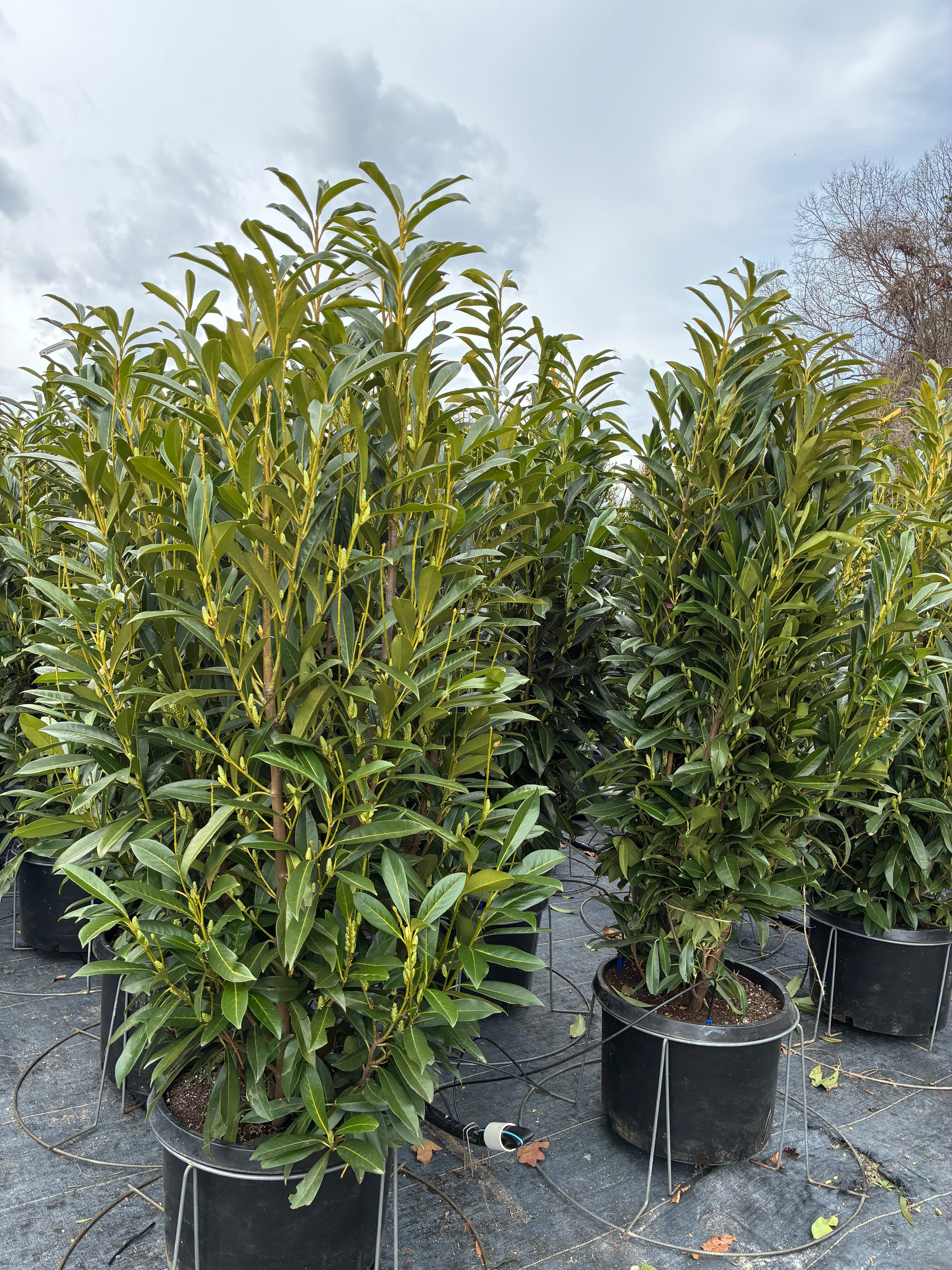 West Coast Schip Laurel