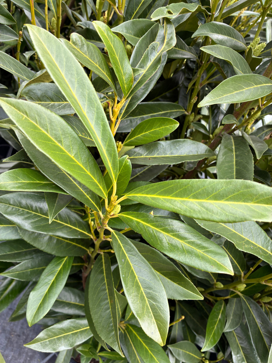 West Coast Schip Laurel