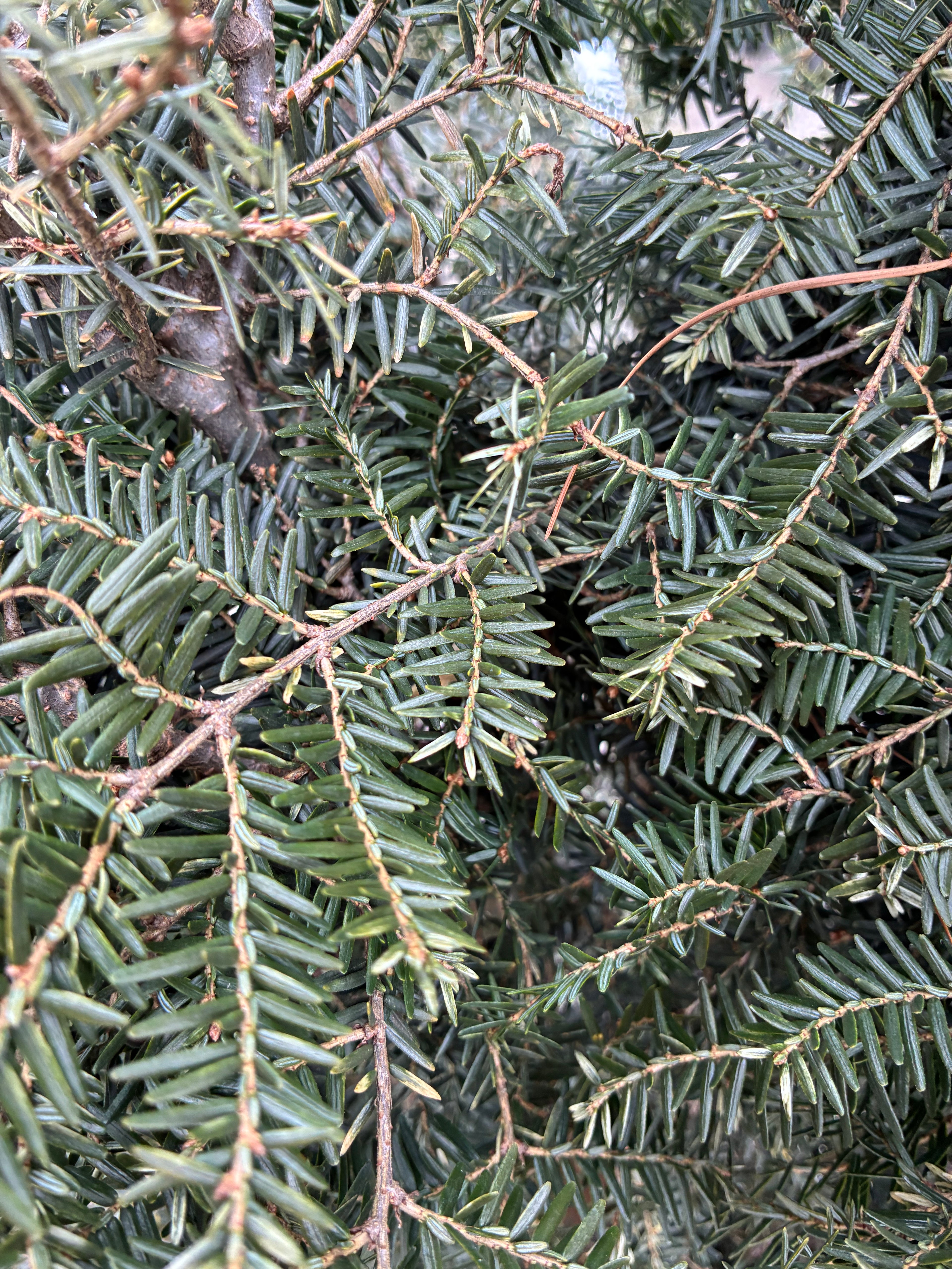 Gentsch White Hemlock