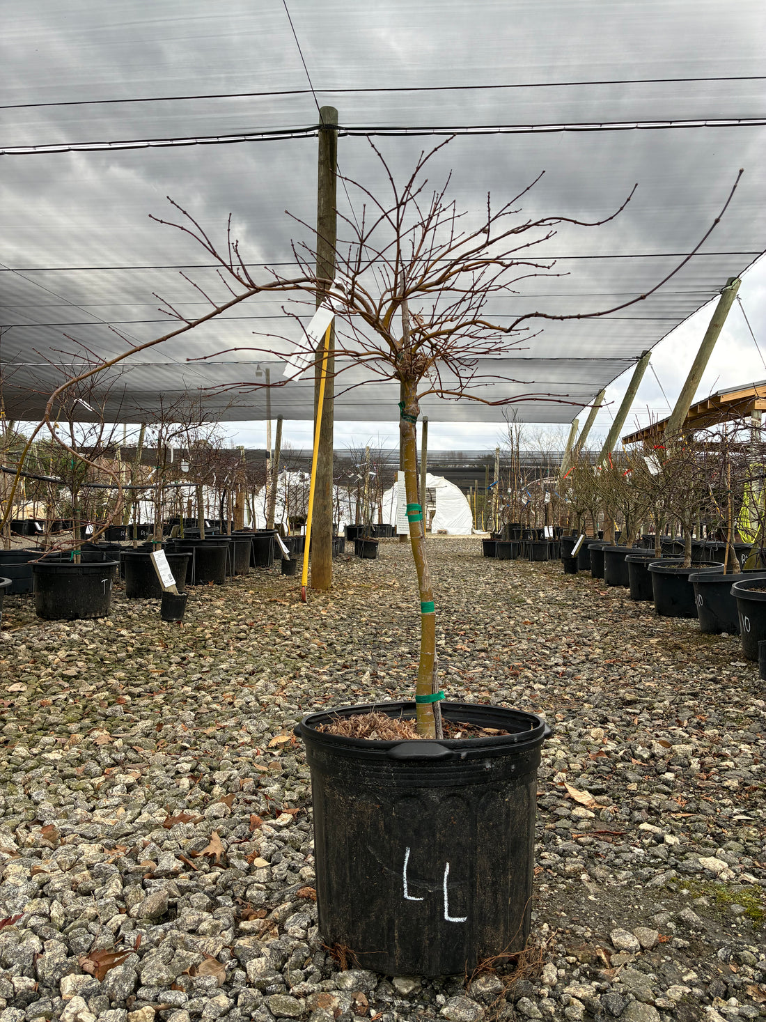 Lemon Lime Lace Japanese Maple