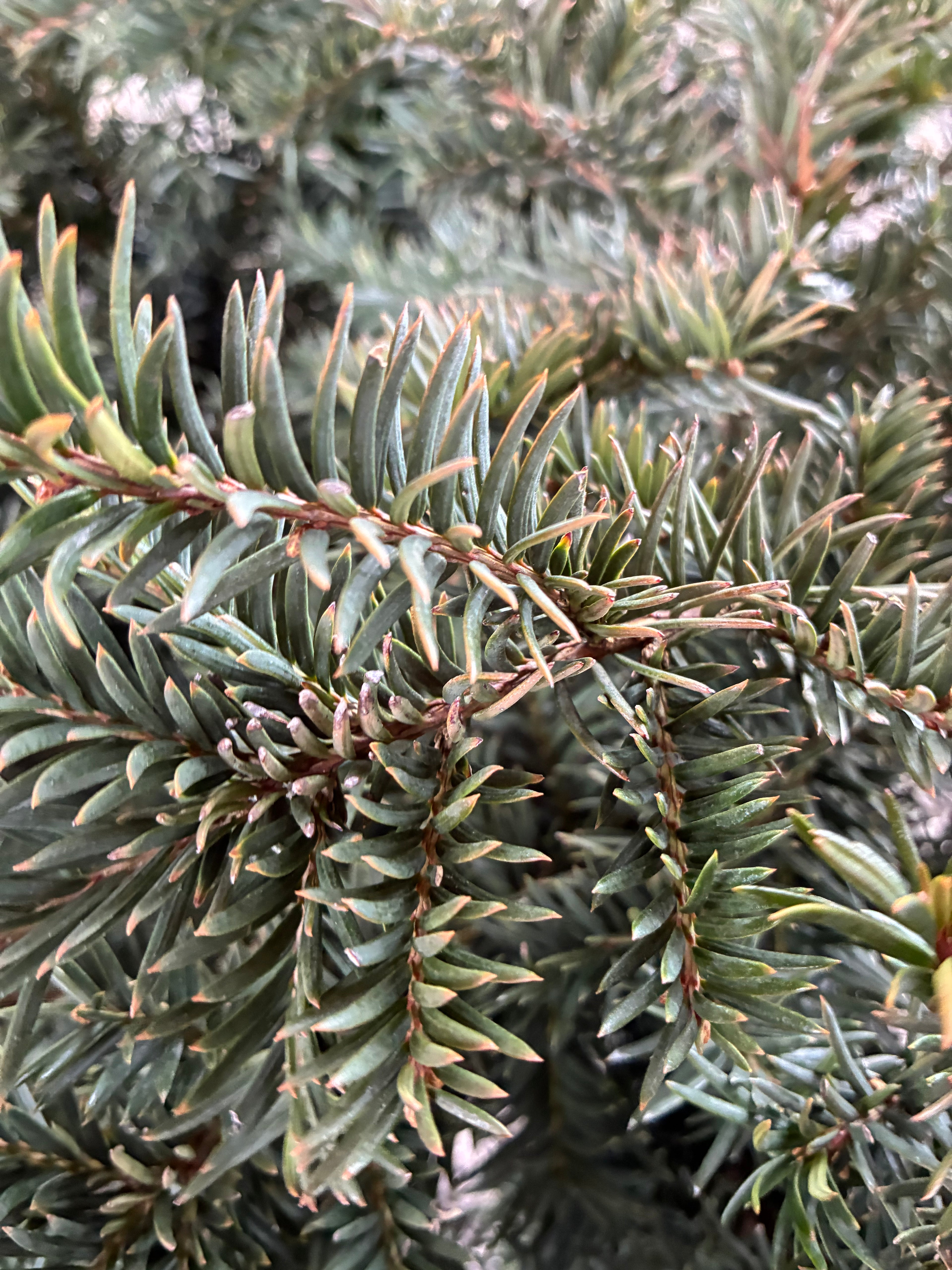 Repandens Yew