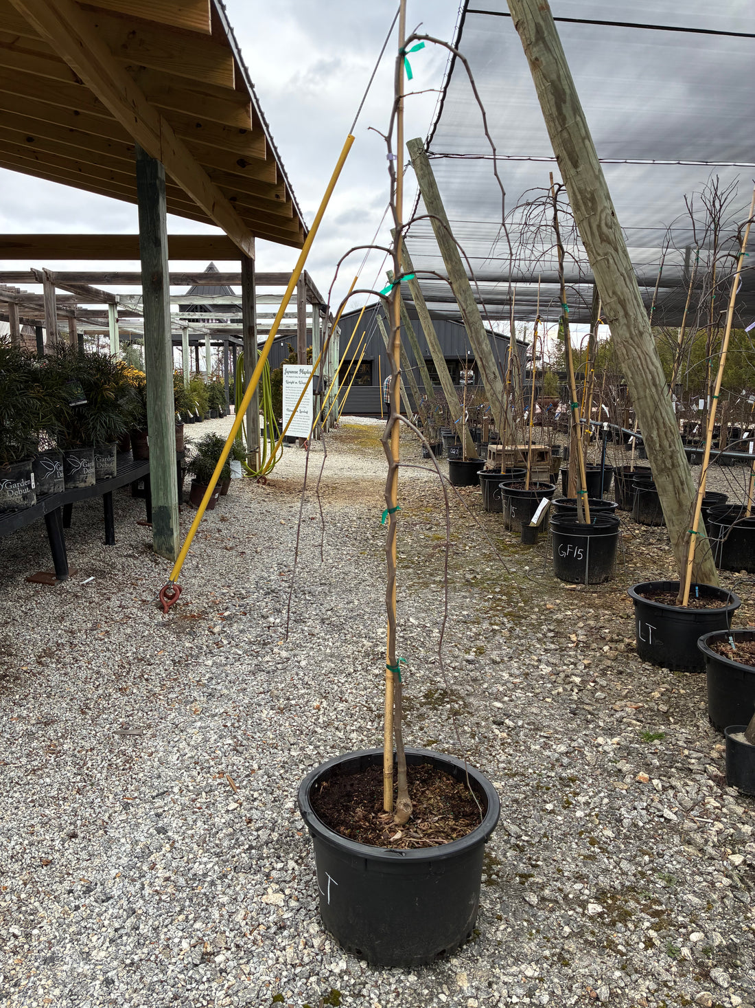 Lavender Twist Weeping Redbud