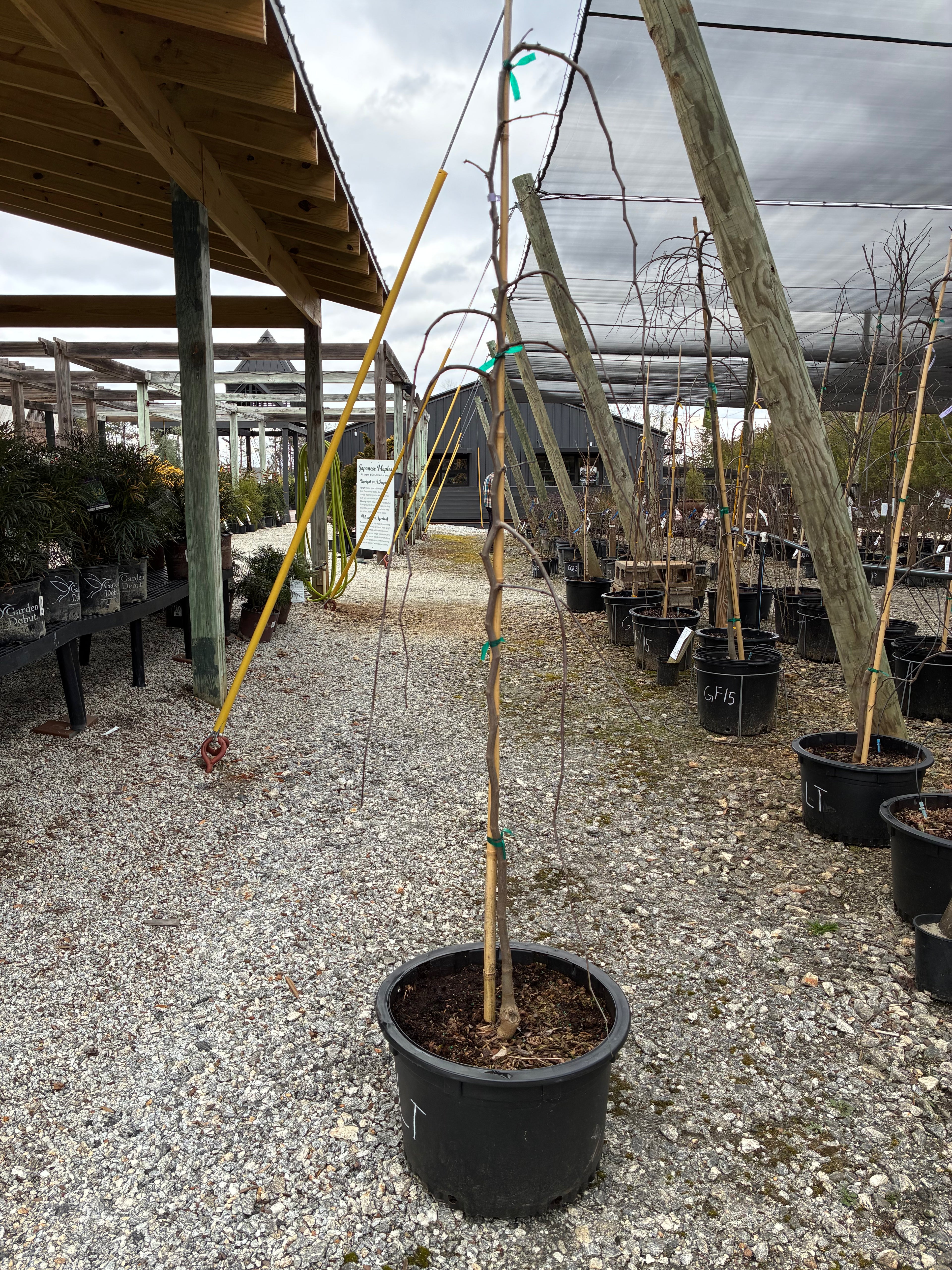 Lavender Twist Weeping Redbud