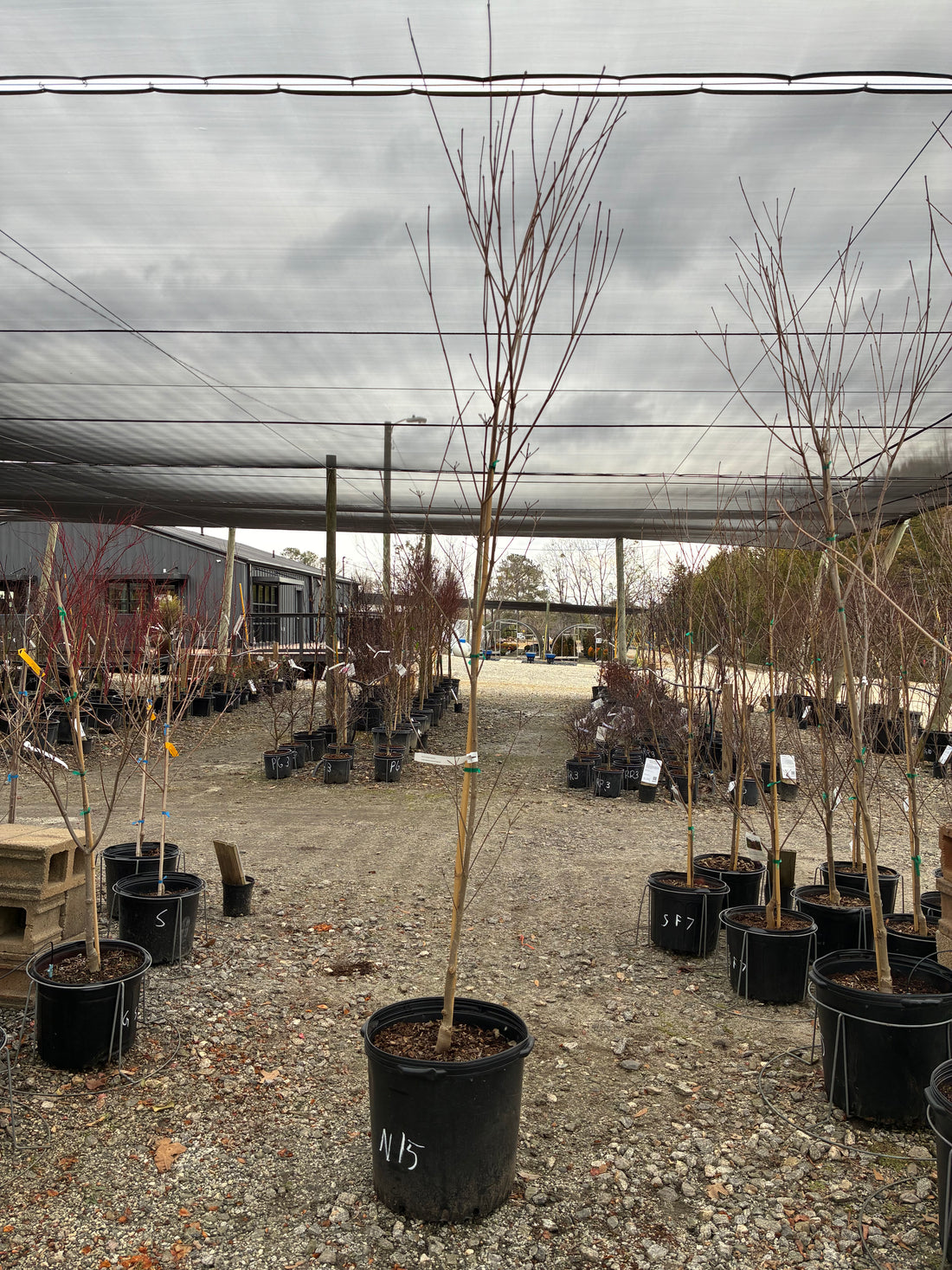 National Kousa Dogwood