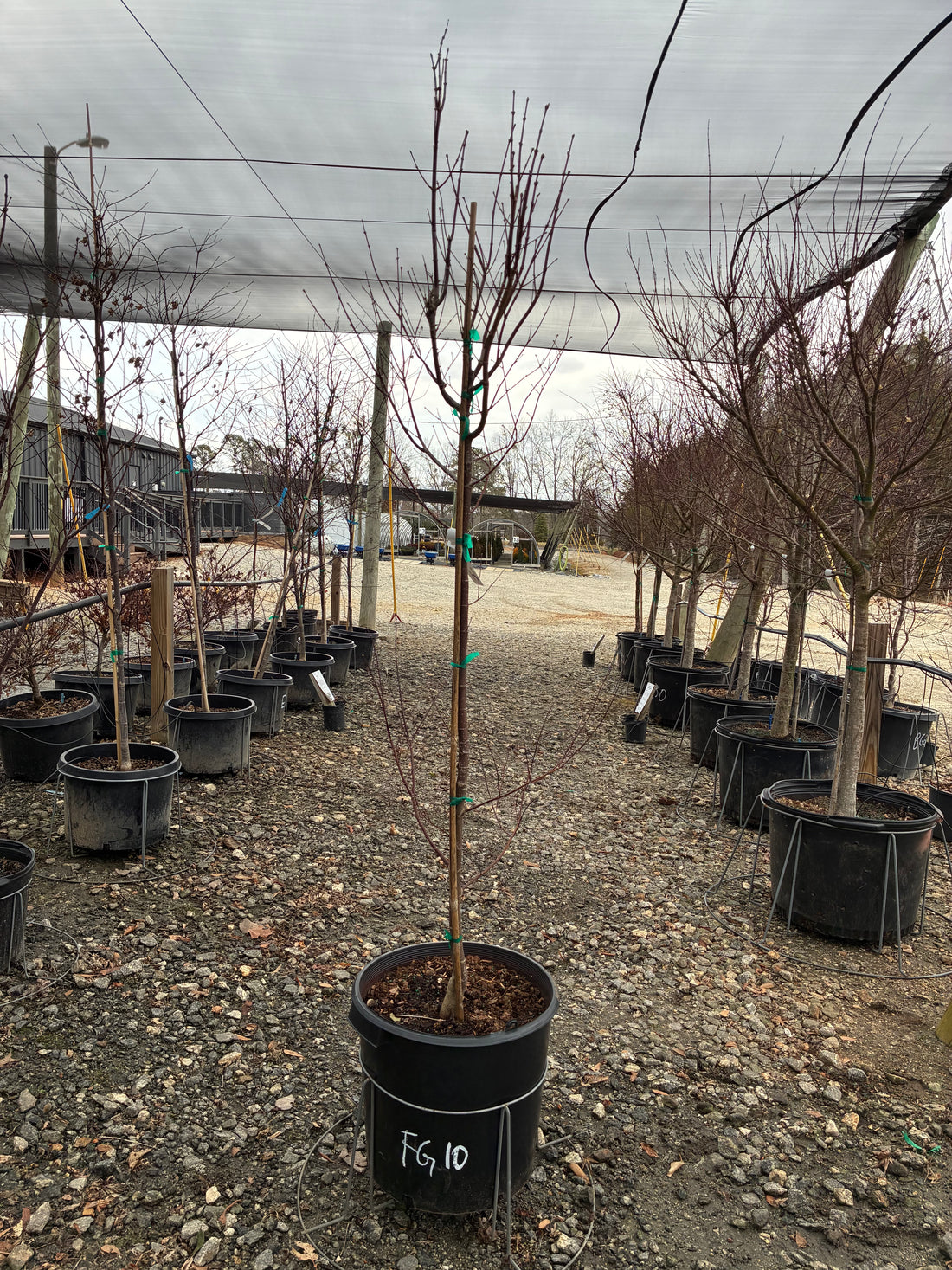 Fireglow Japanese Maple