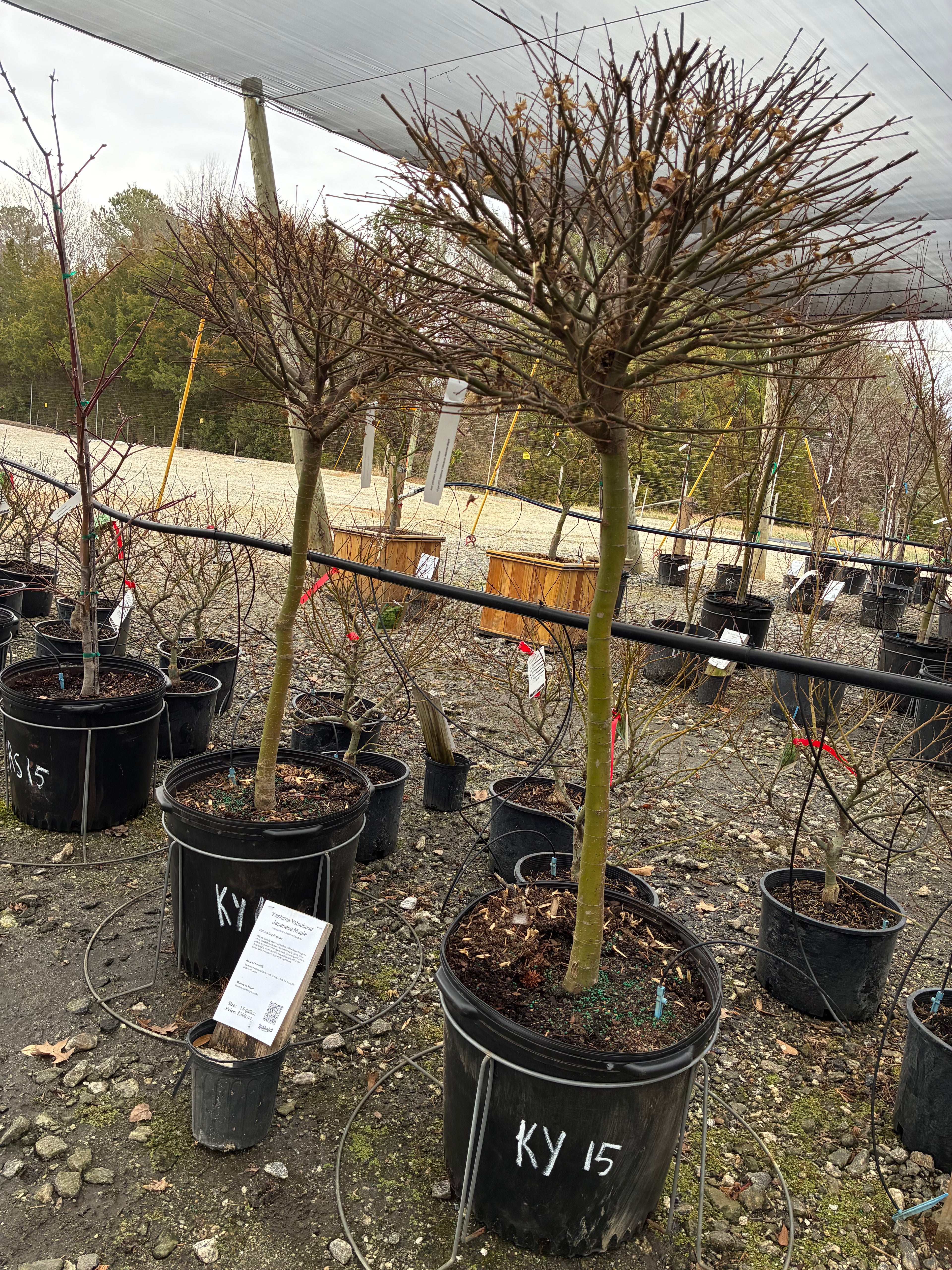 Kashima Yatsubusa Japanese Maple