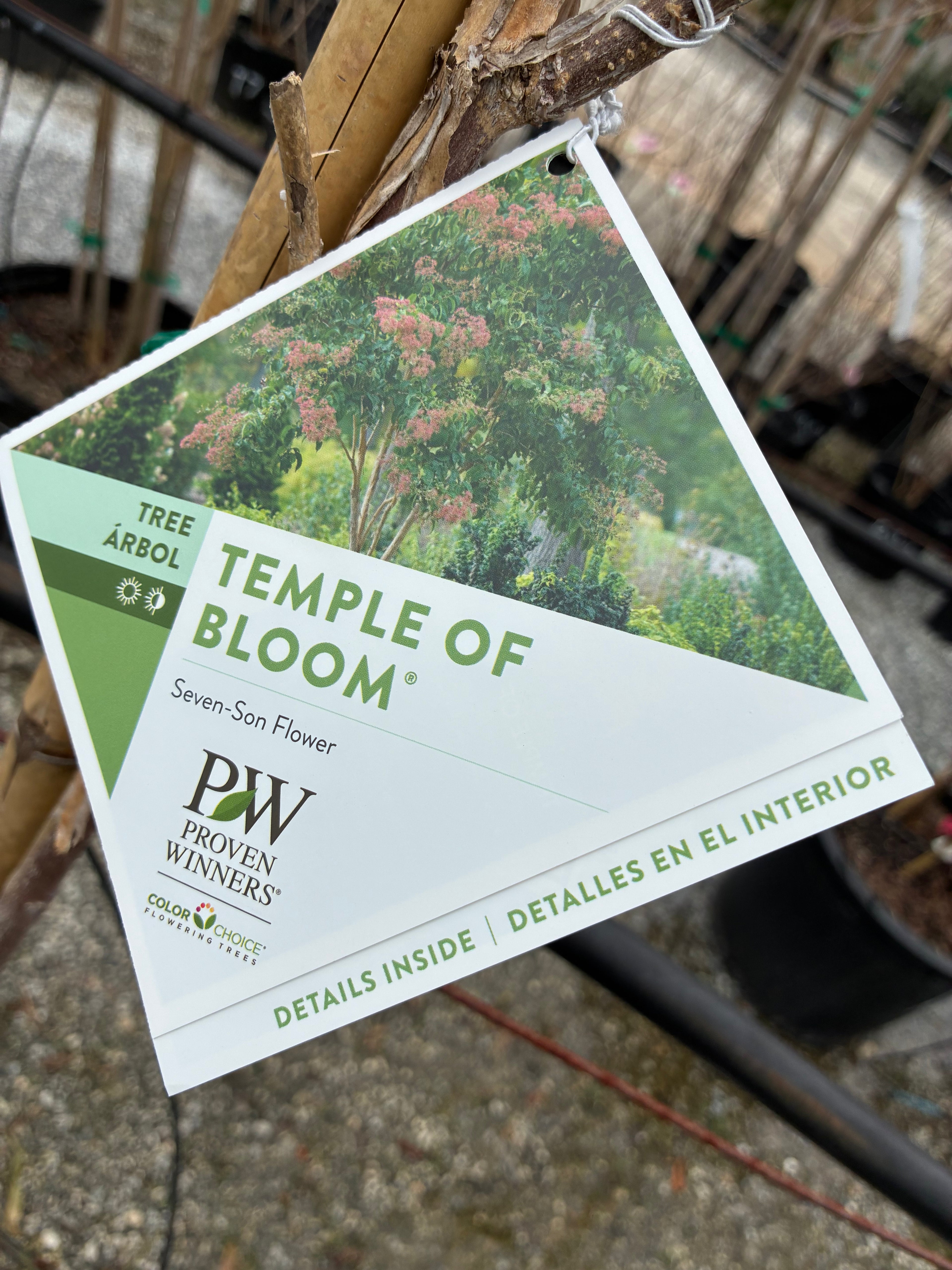 Temple of Bloom Seven-Son Flower