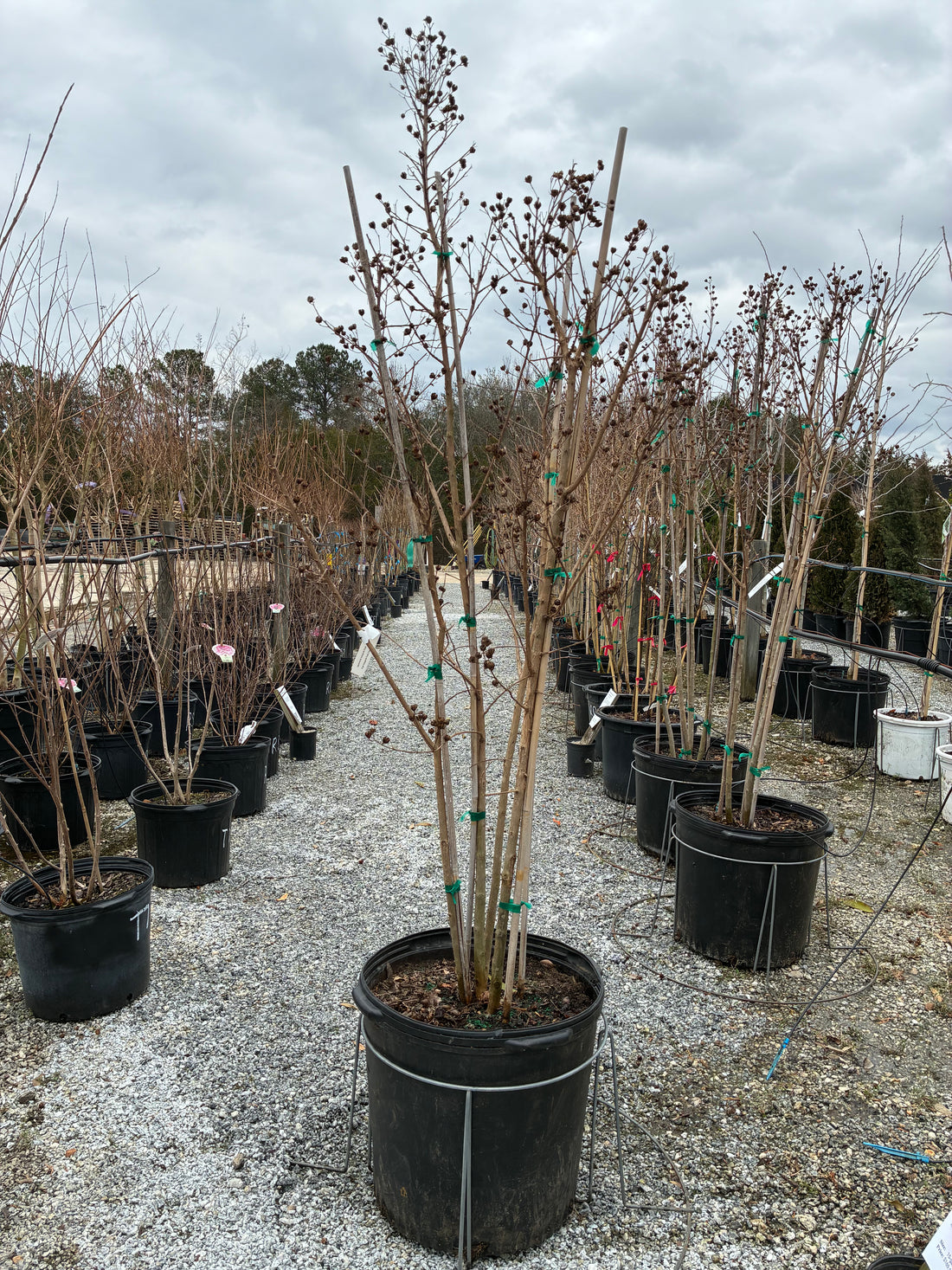 Autaugaville Crapemyrtle