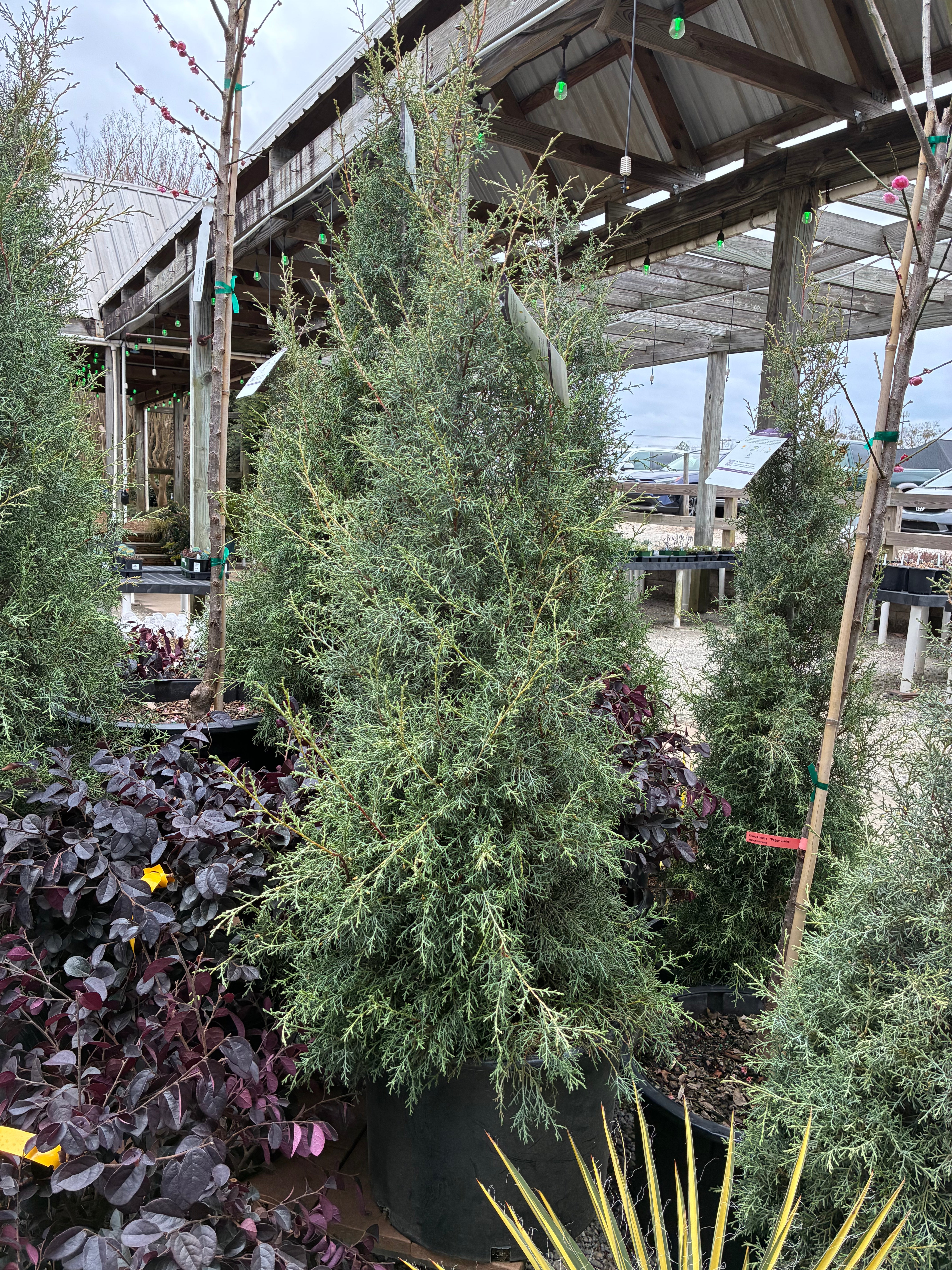 Quick Frost Arizona Cypress – Lichtenfelt's