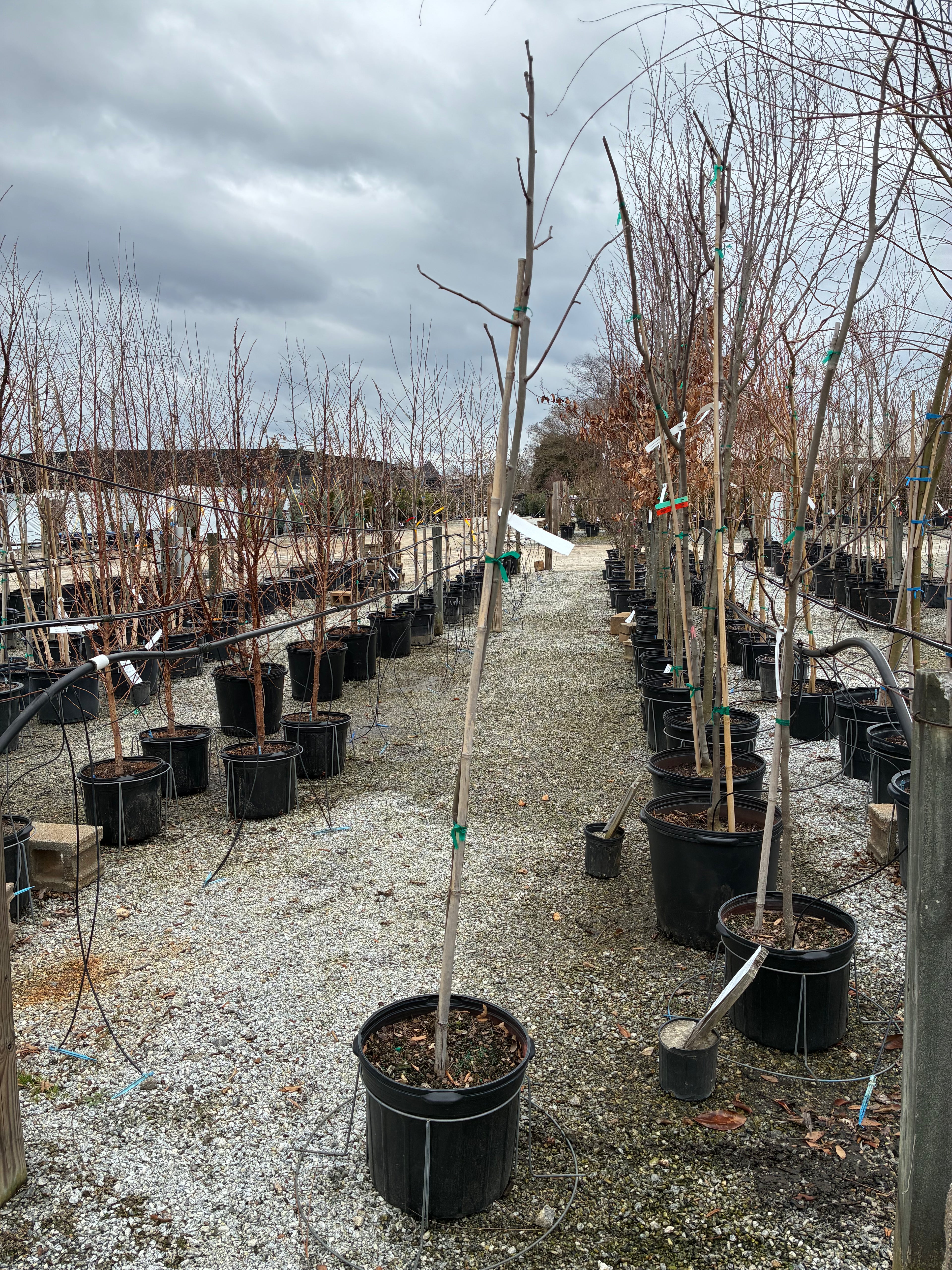 Native Yellowwood