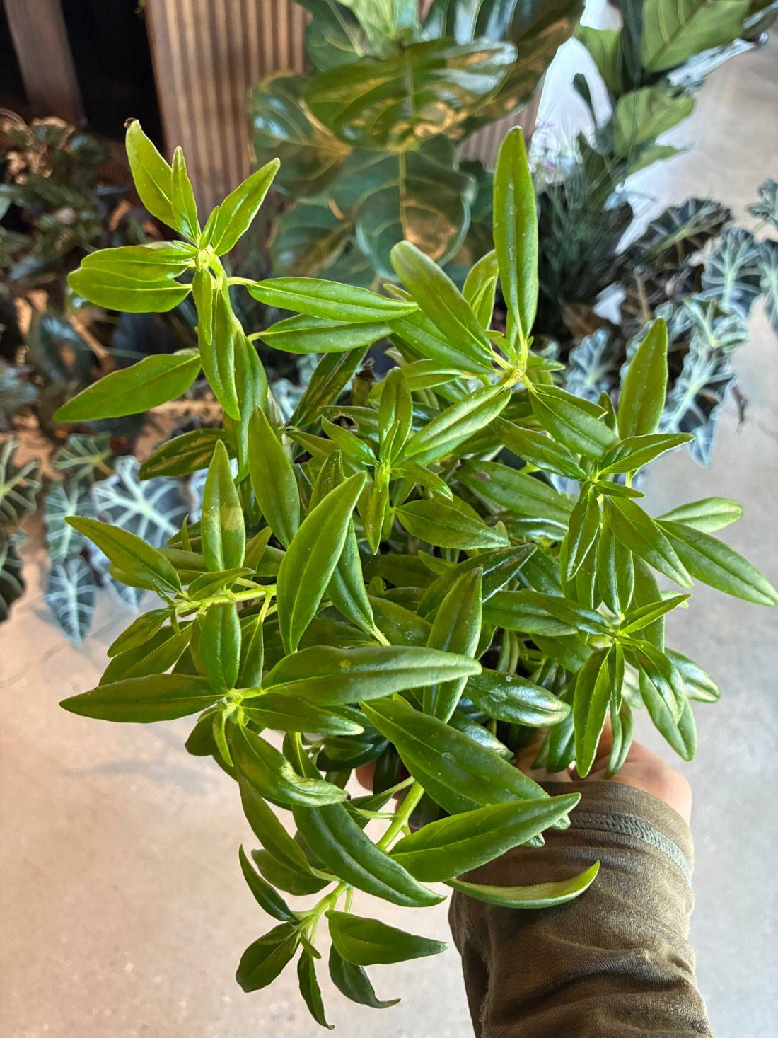 Goldfish Plant