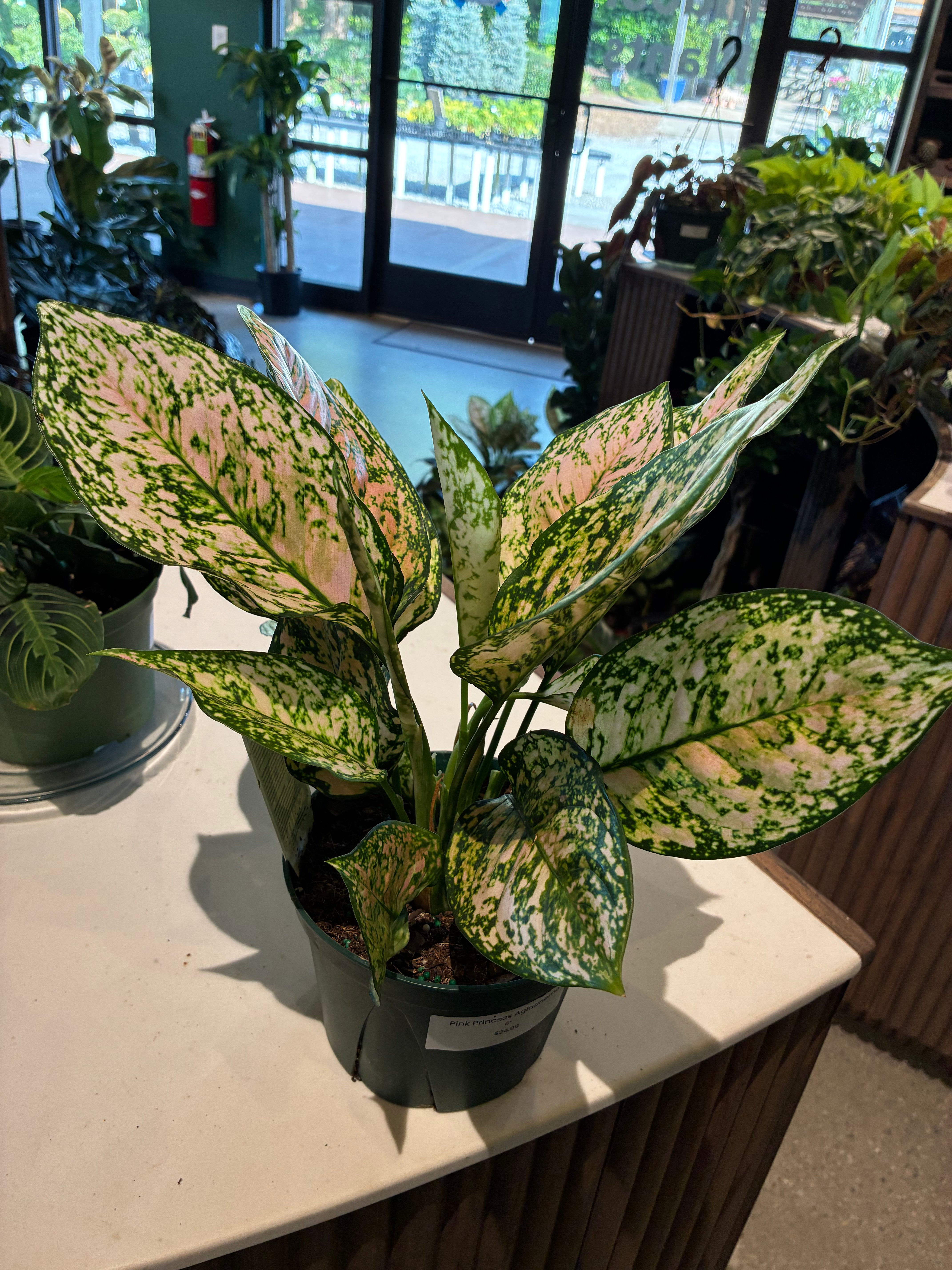 Pink Princess Aglaonema – Lichtenfelt's