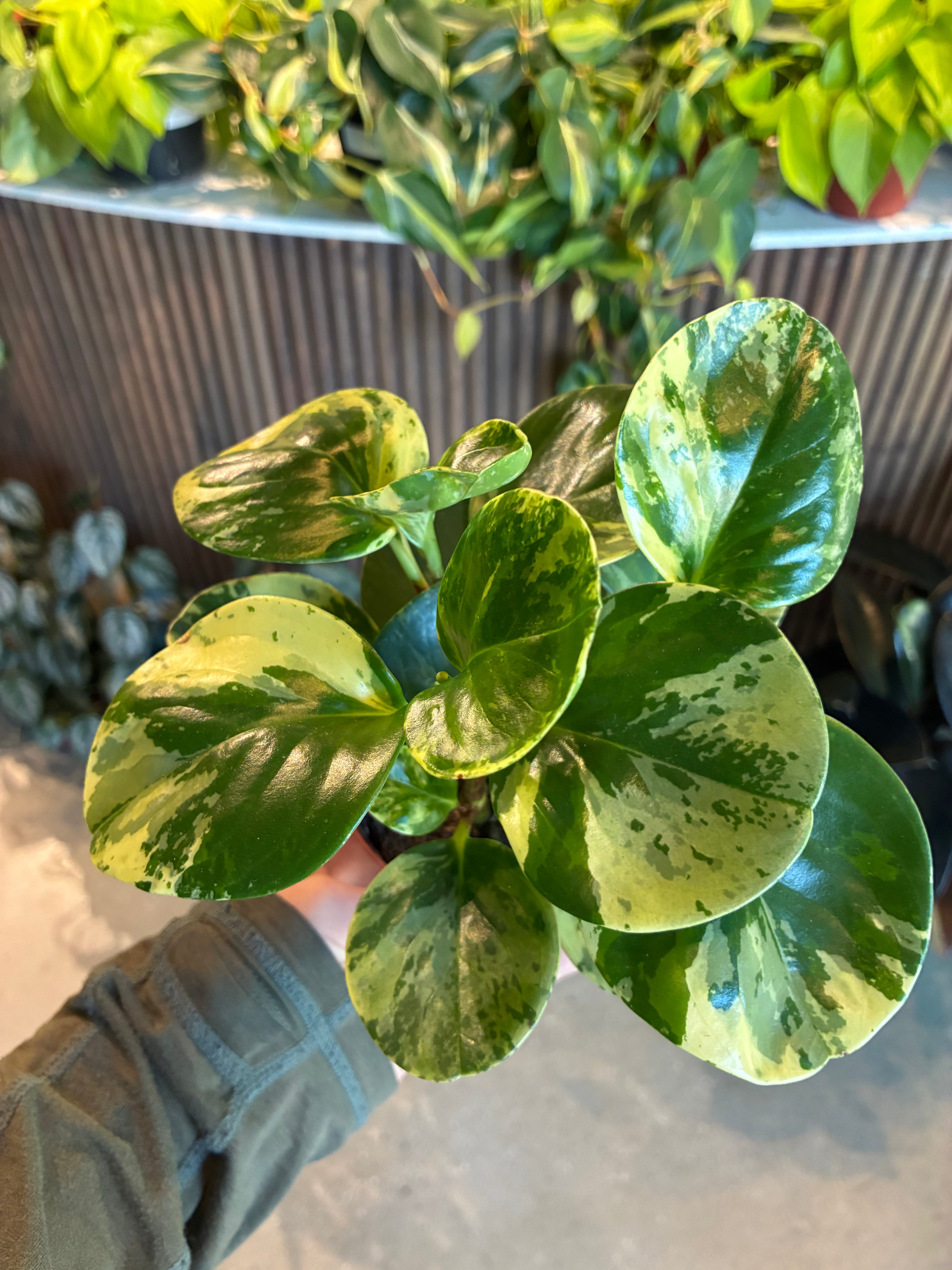 Marble Peperomia