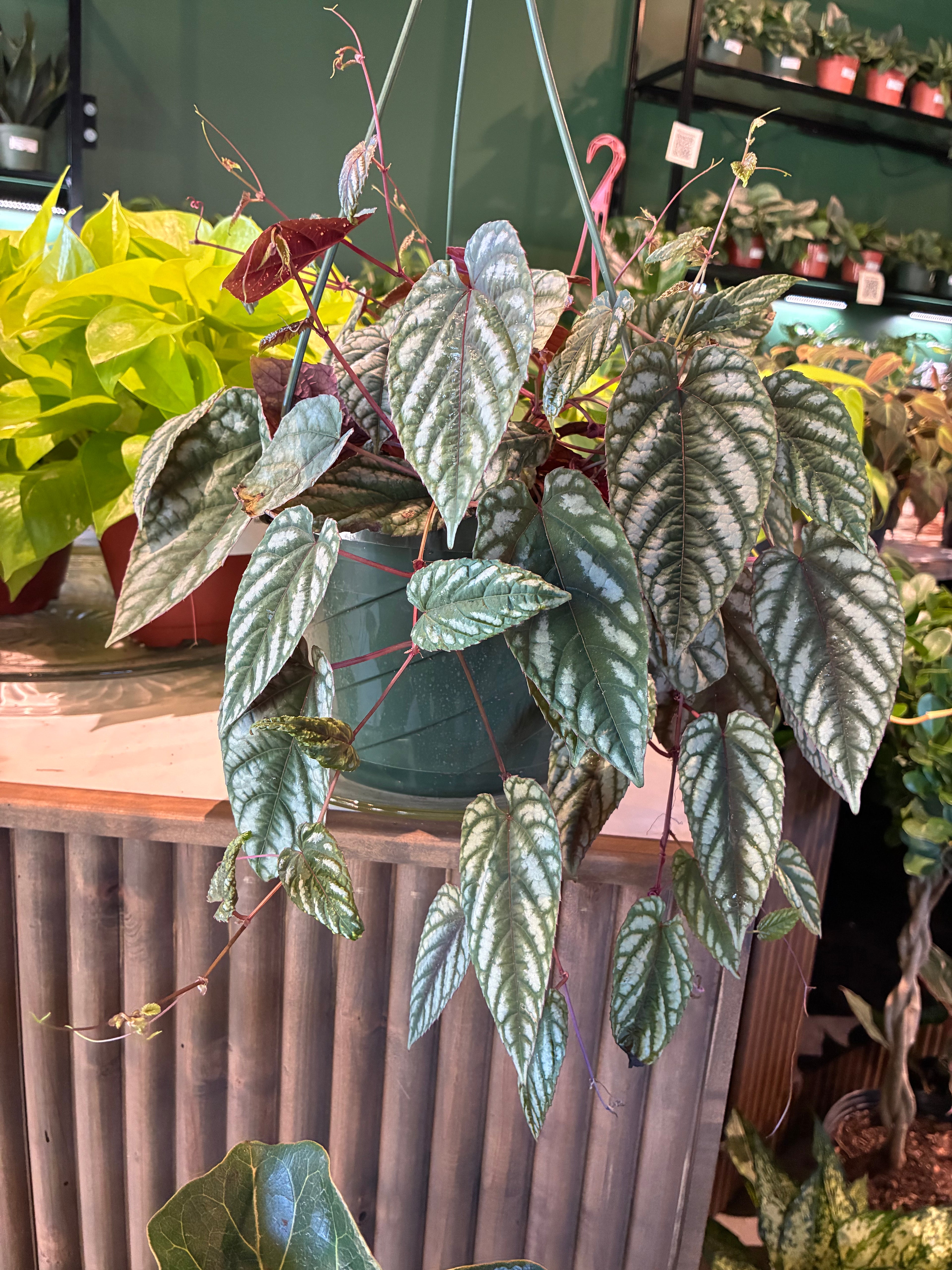 Cissus Discolor