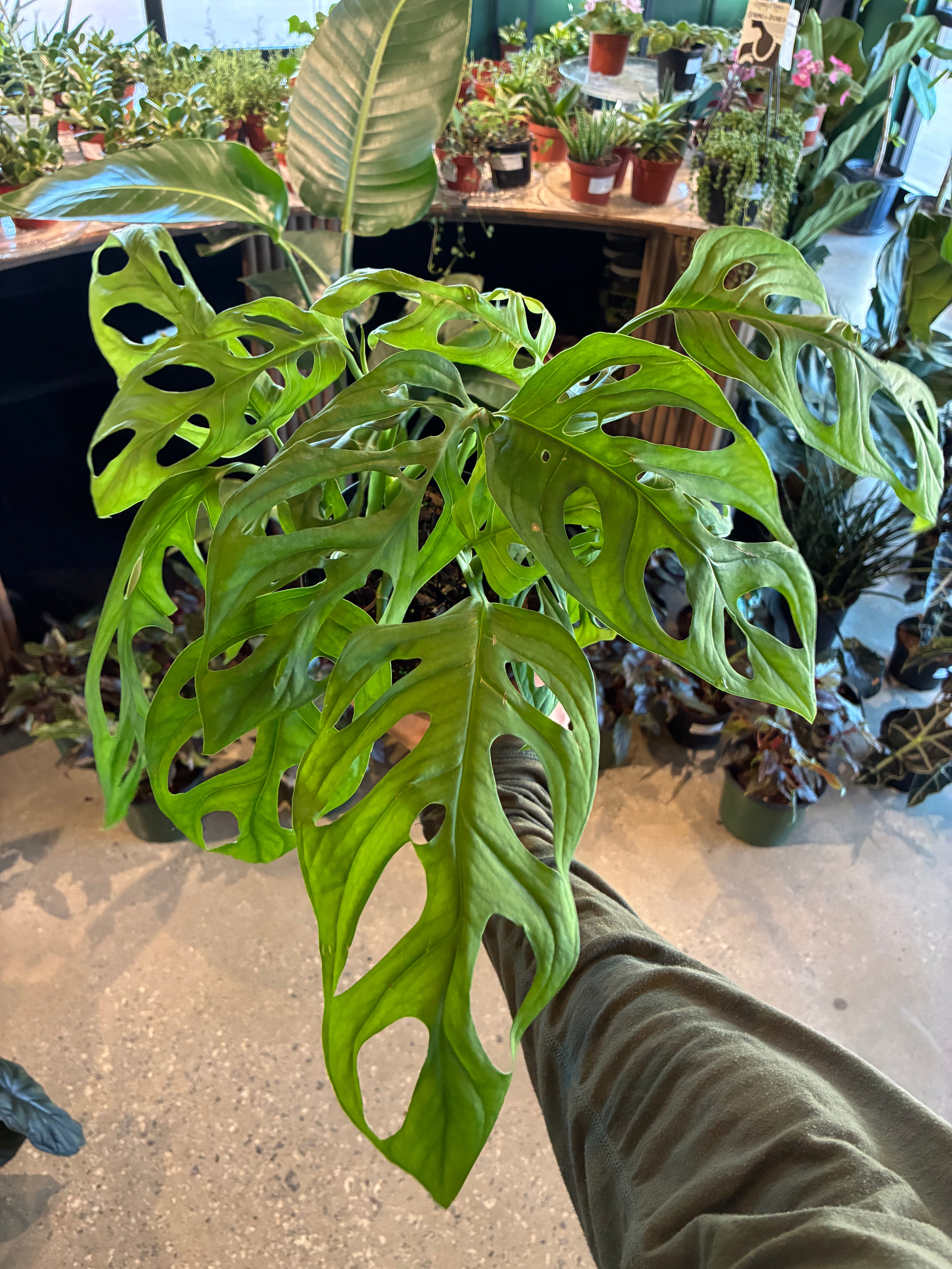 Monstera Epipremnoides