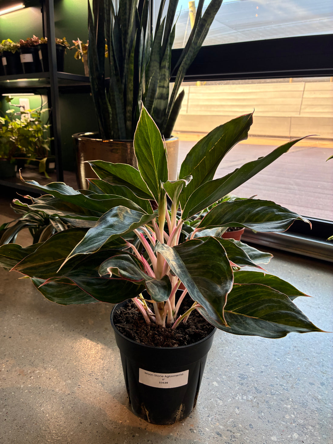 Moon Stone Aglaonema