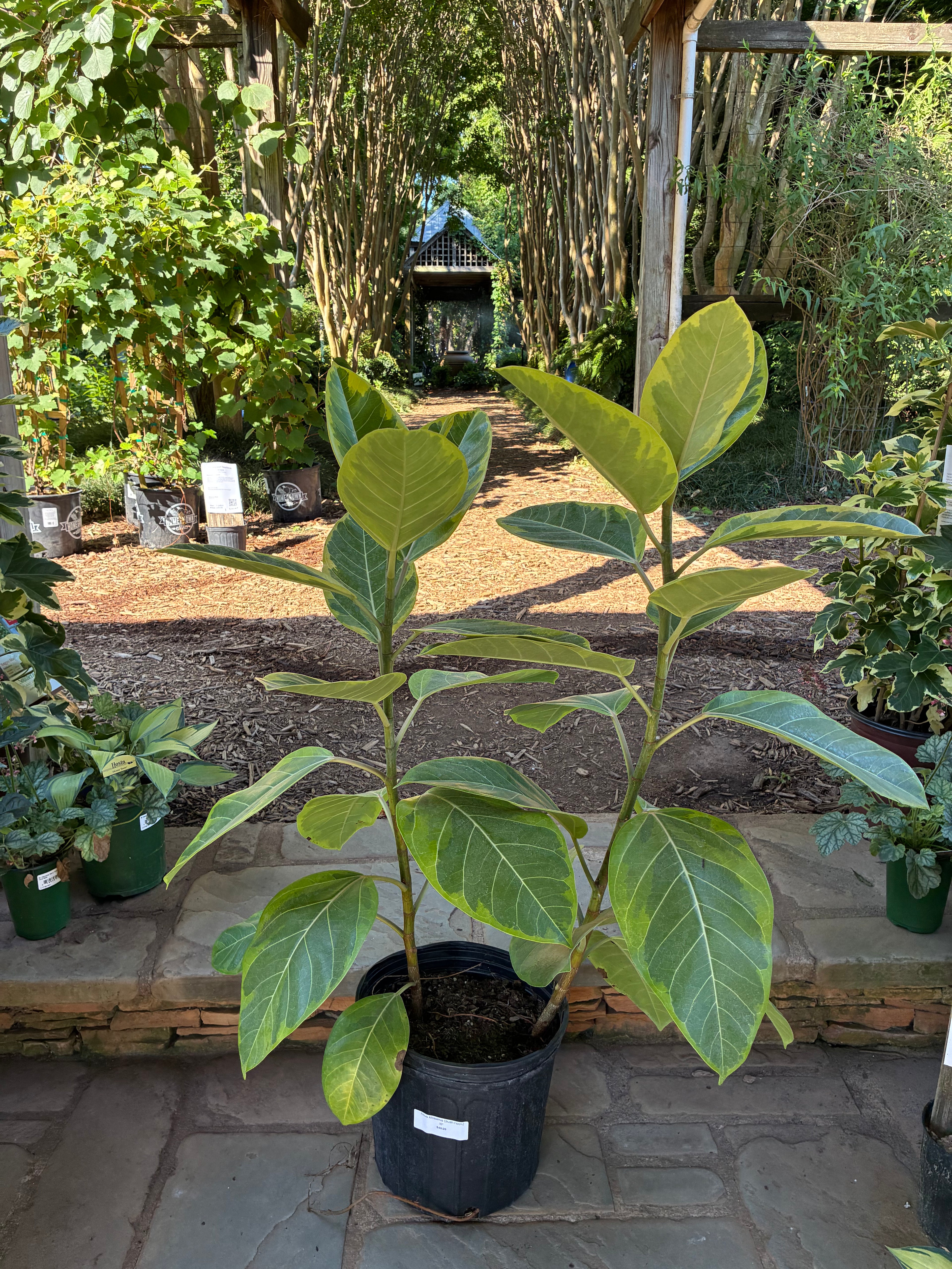 Ficus Altissima (Bush Form)