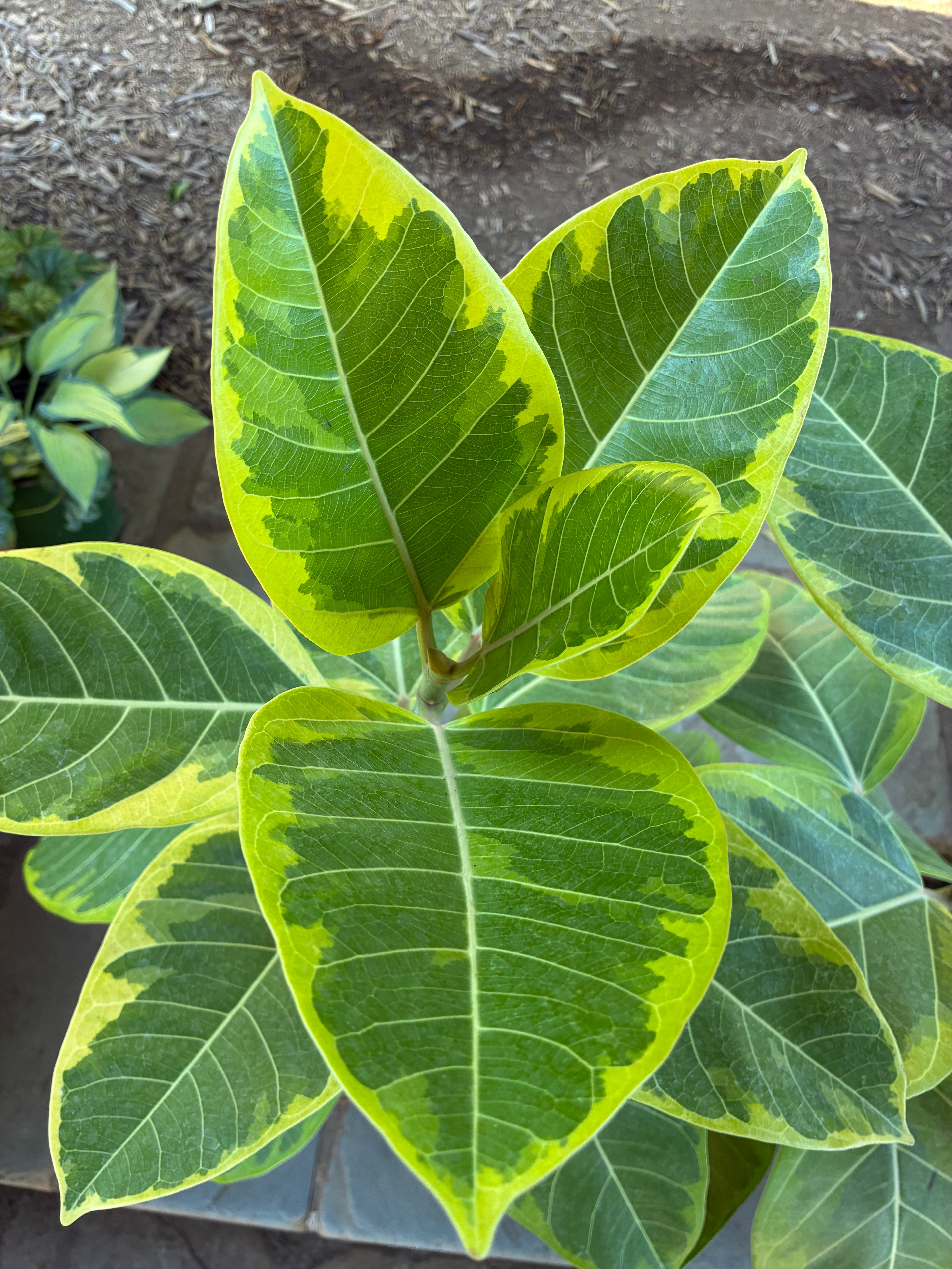 Ficus Altissima (Bush Form)
