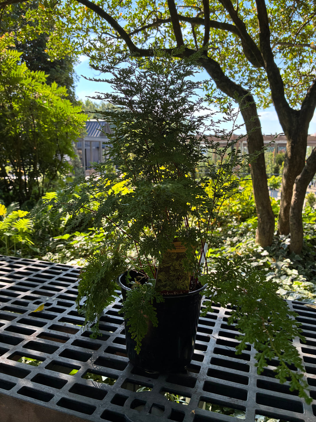 Braunii Arborvitae Fern