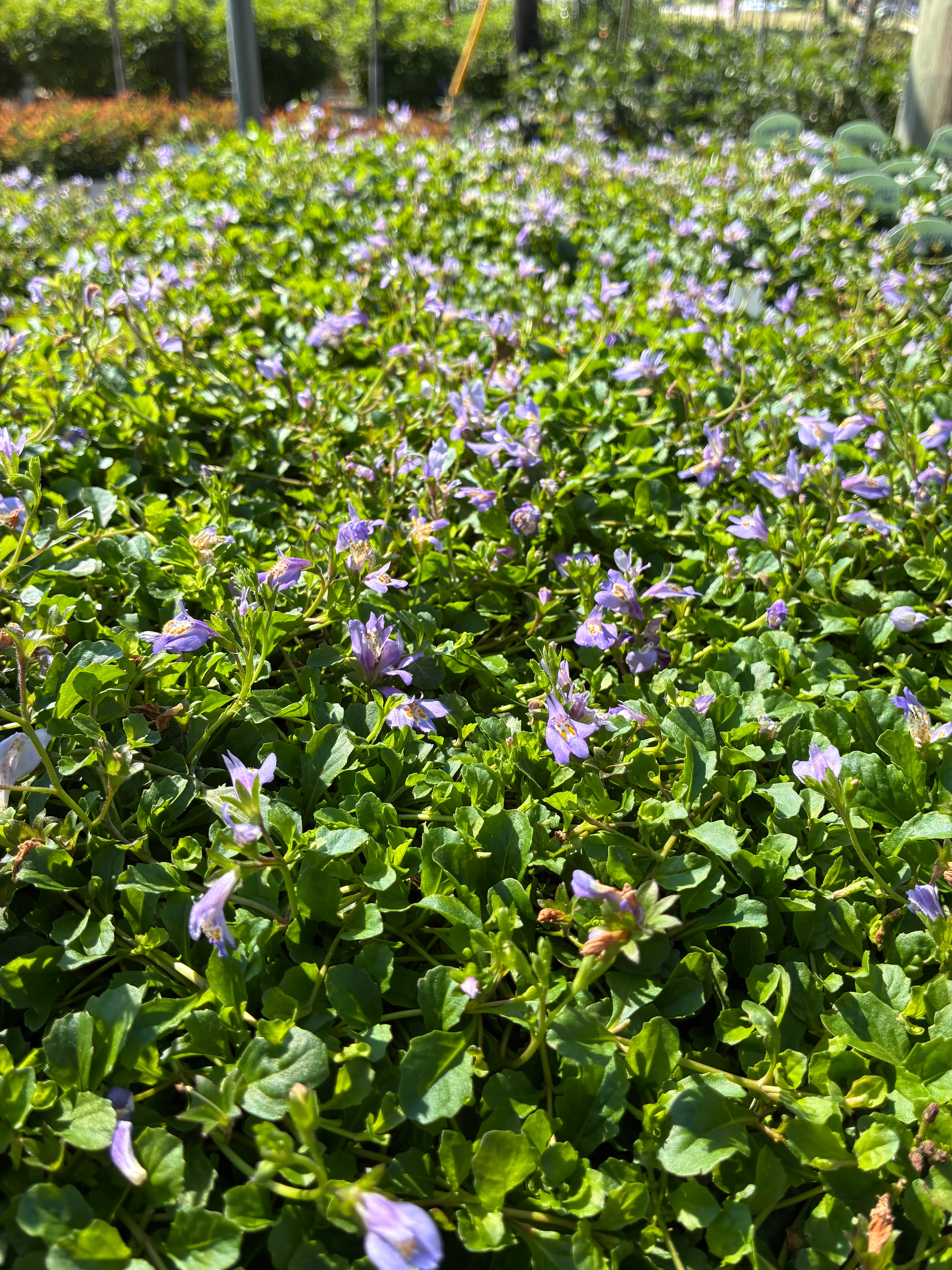Blue Mazus
