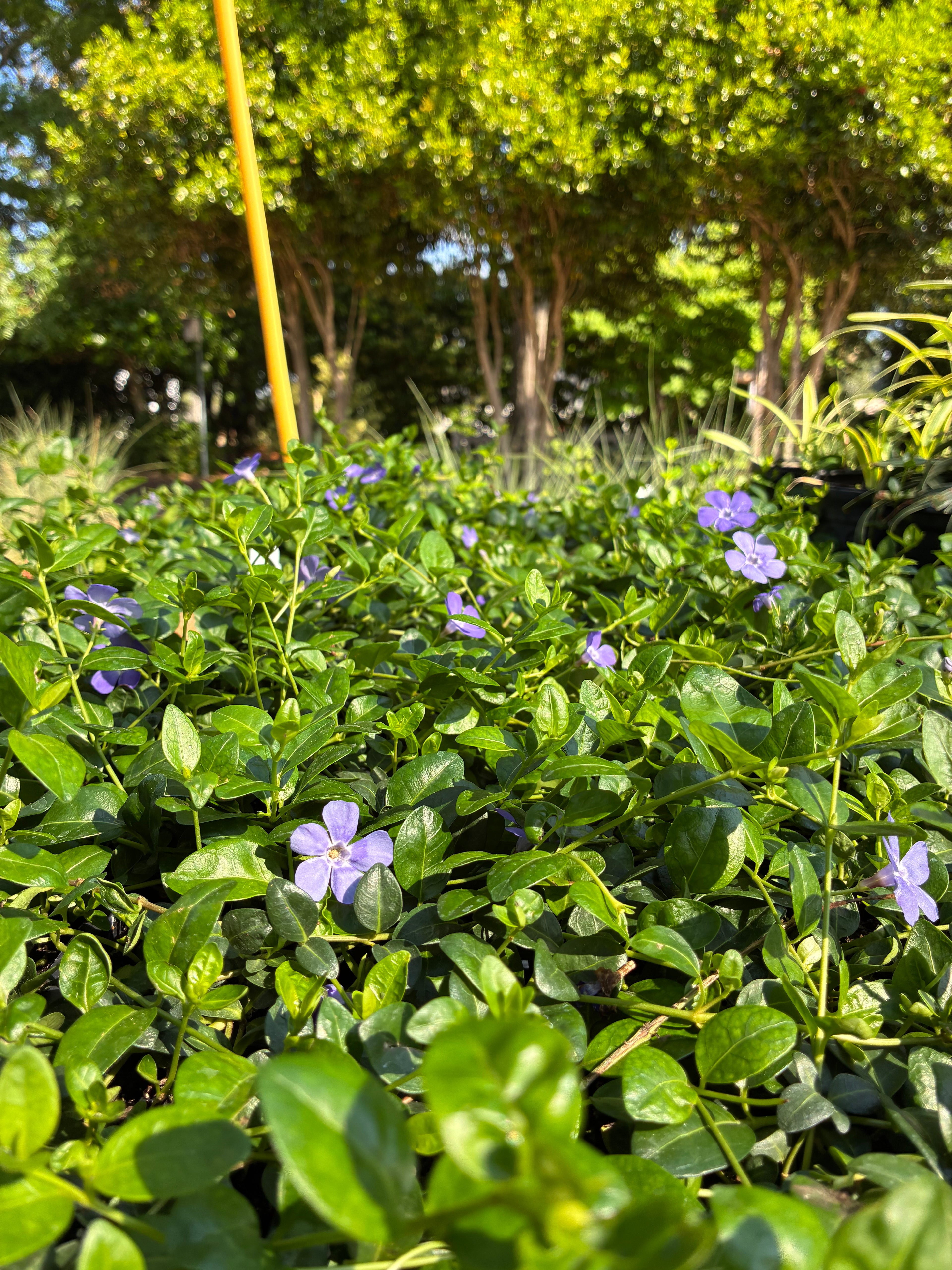 Vinca Minor