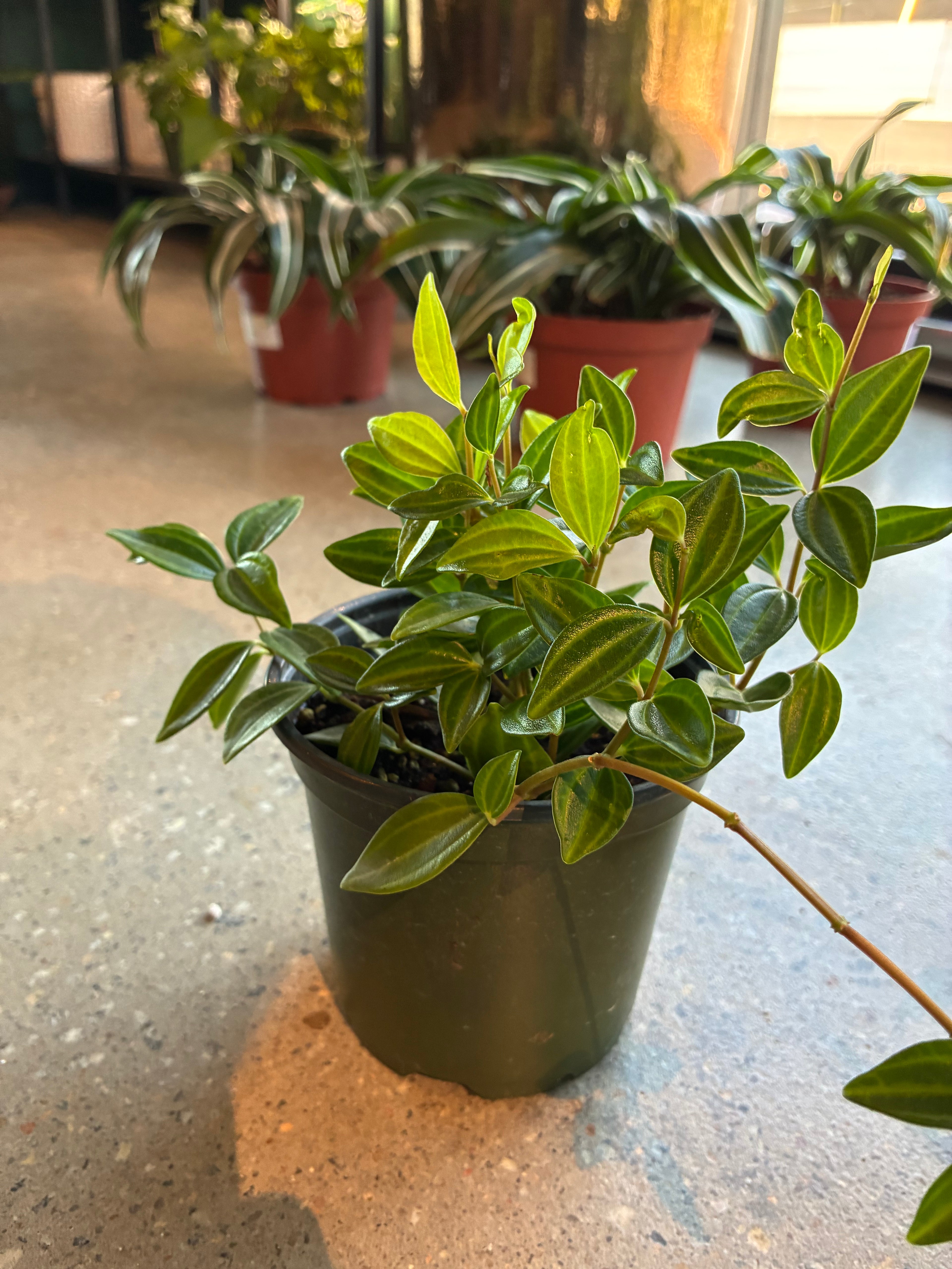 Funky Frog Peperomia