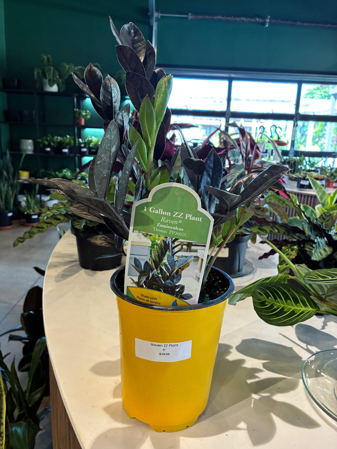 Raven ZZ Plant