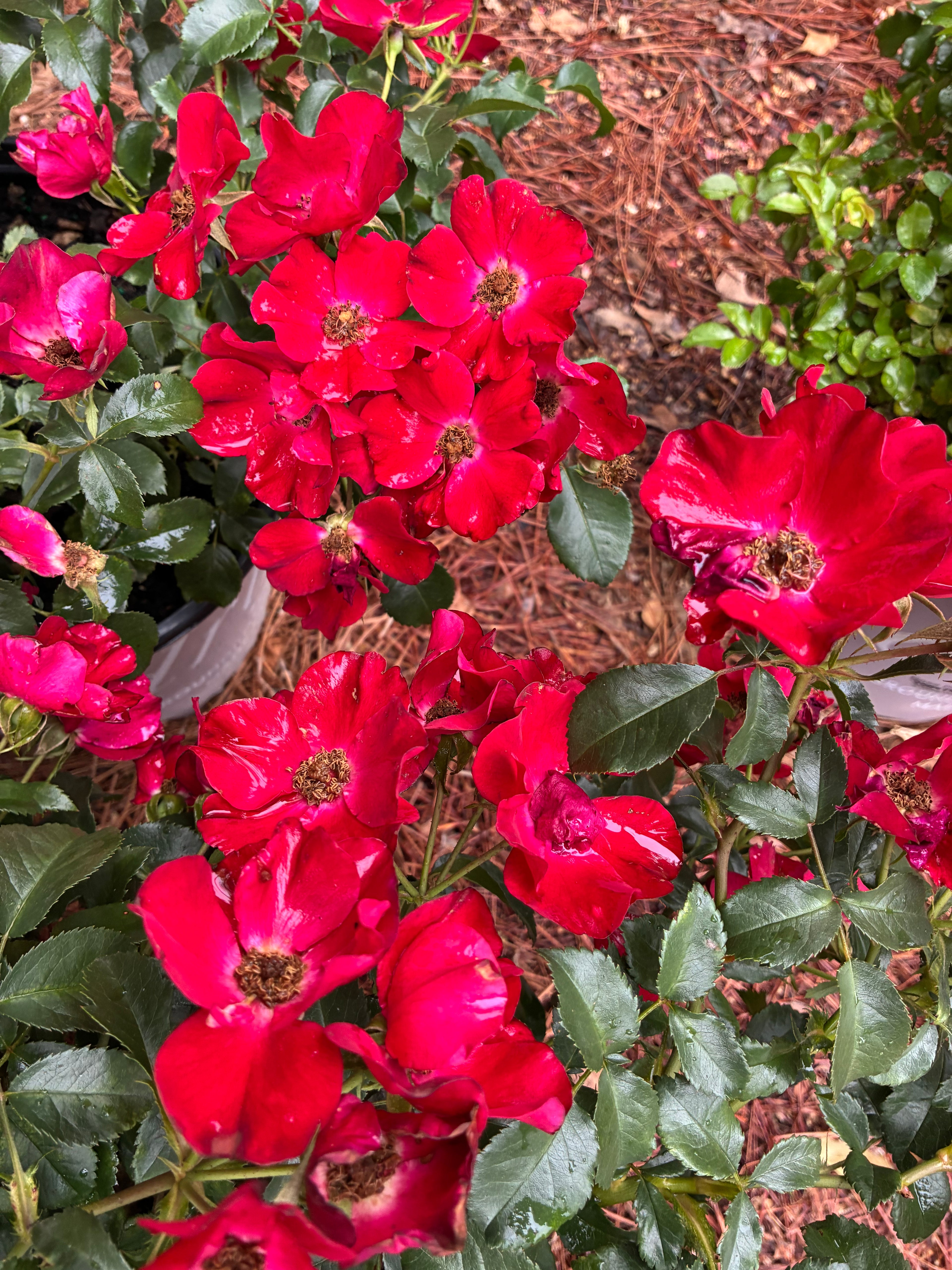 Scarlet Drift Rose