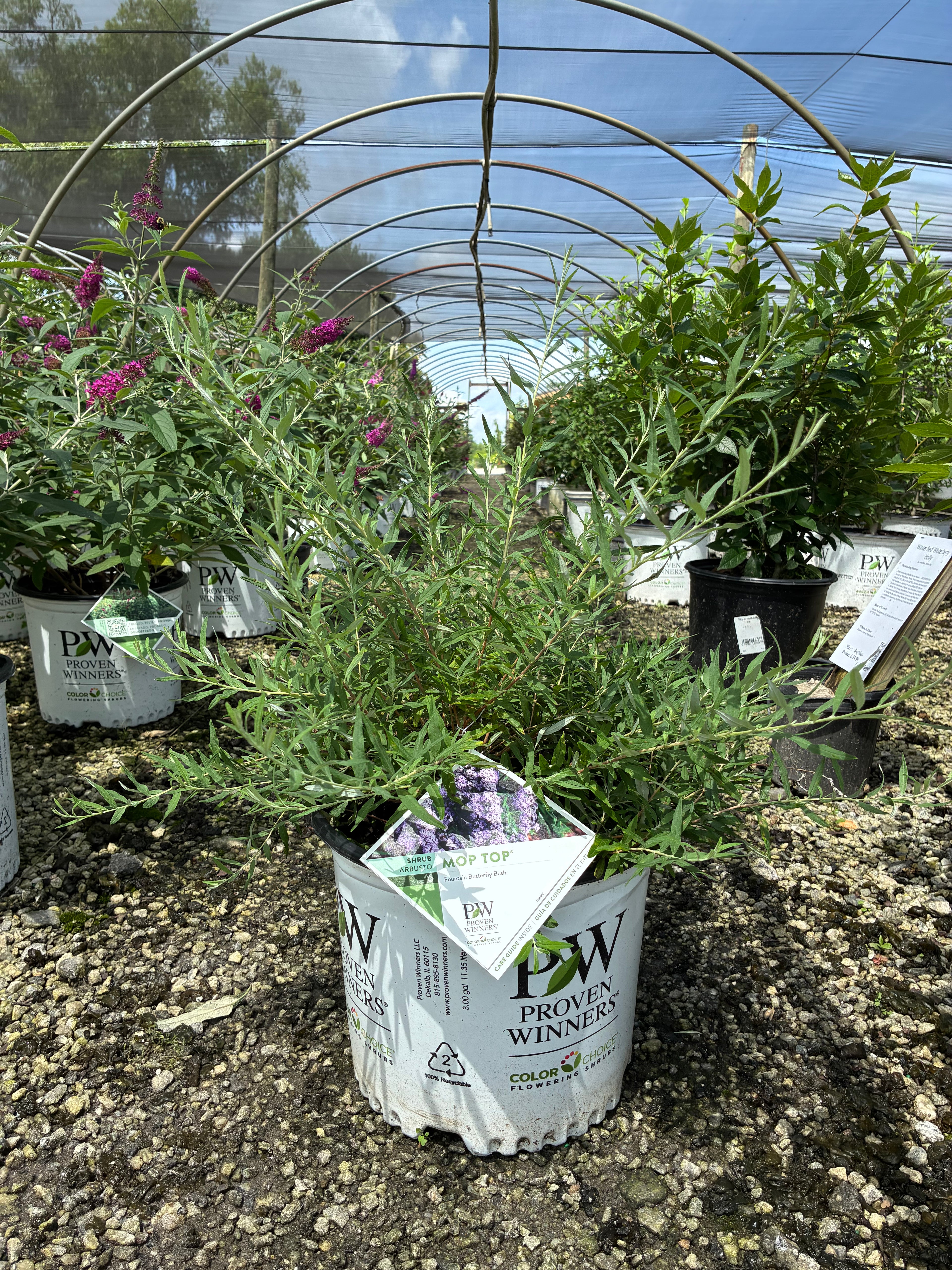 Mop Top Butterfly Bush