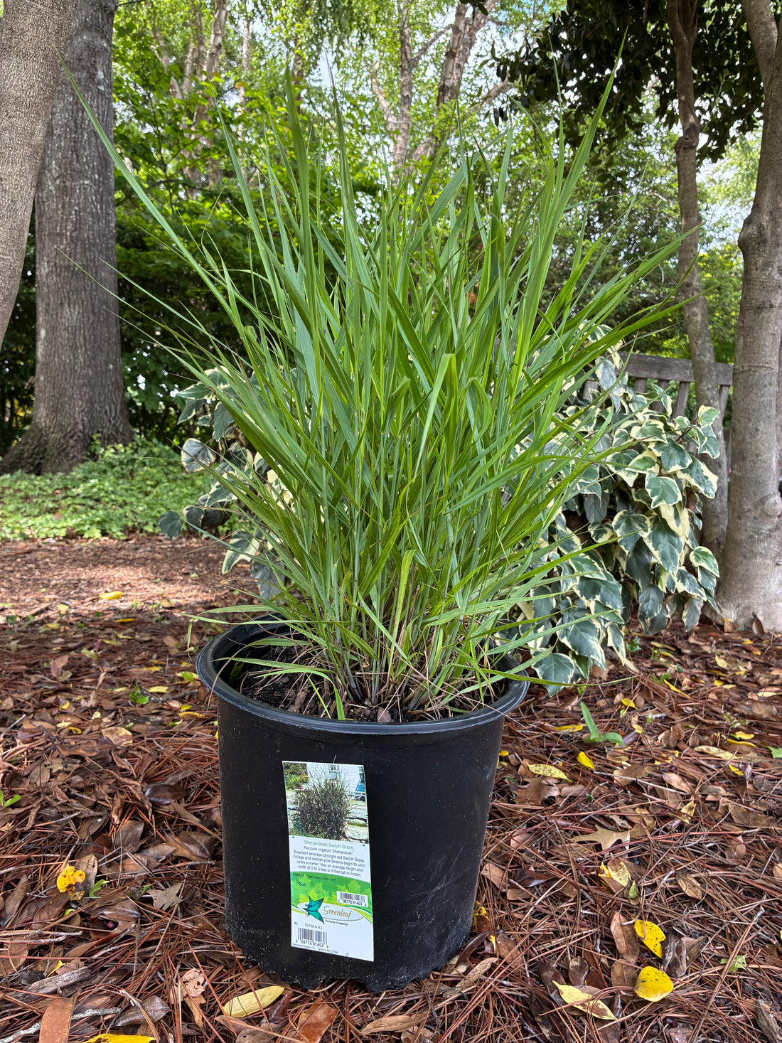 Shenandoah Switch Grass