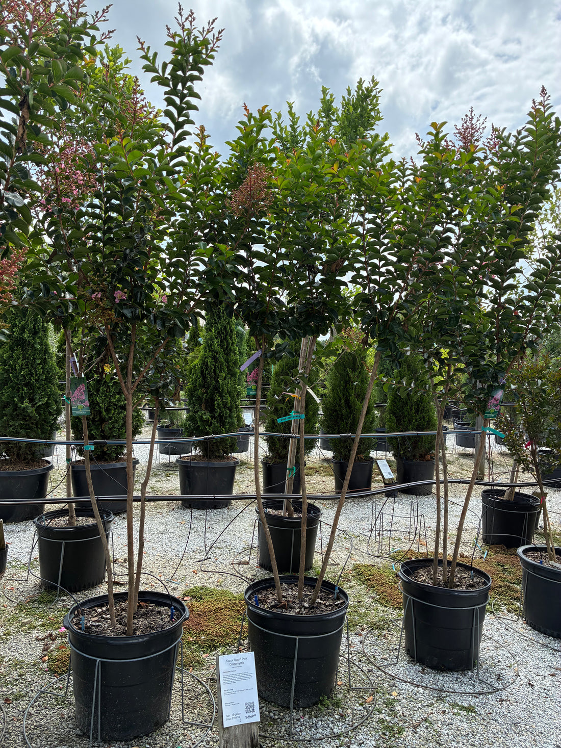 Sioux Crapemyrtle
