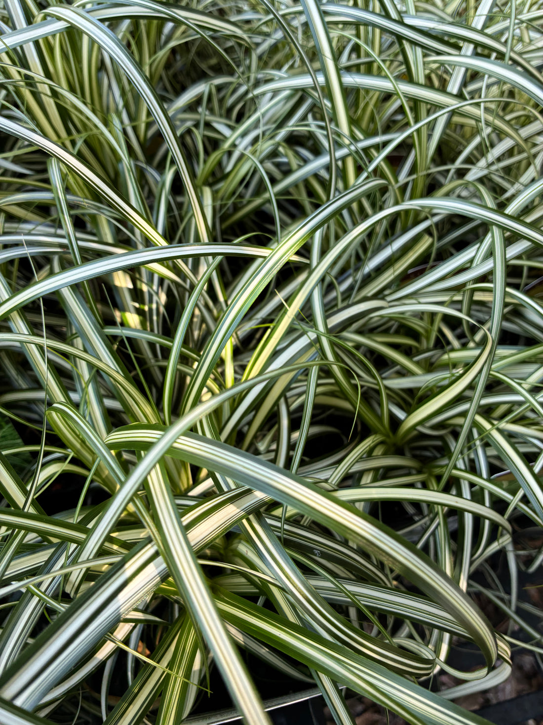 Moon Falls Carex