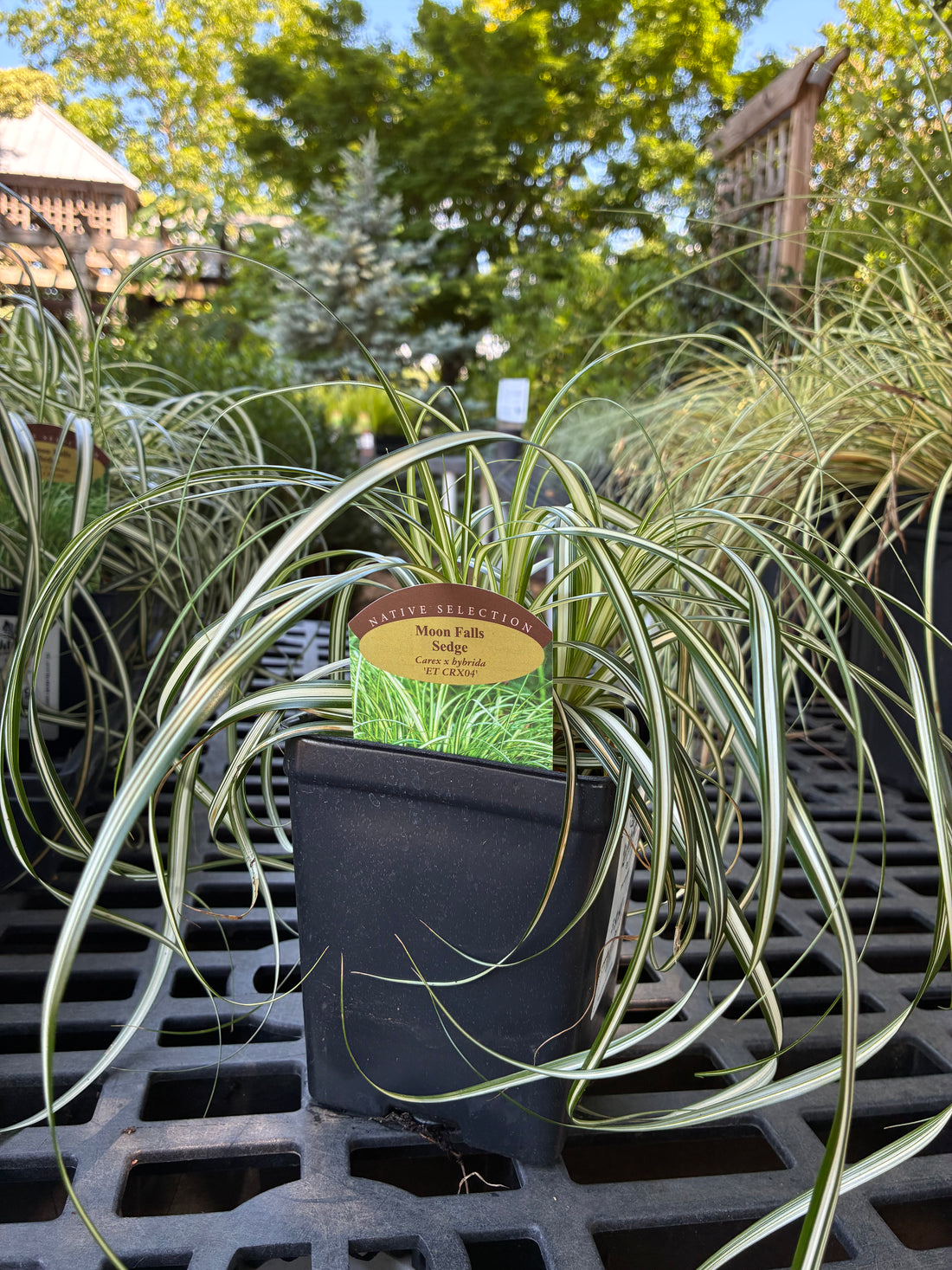Moon Falls Carex
