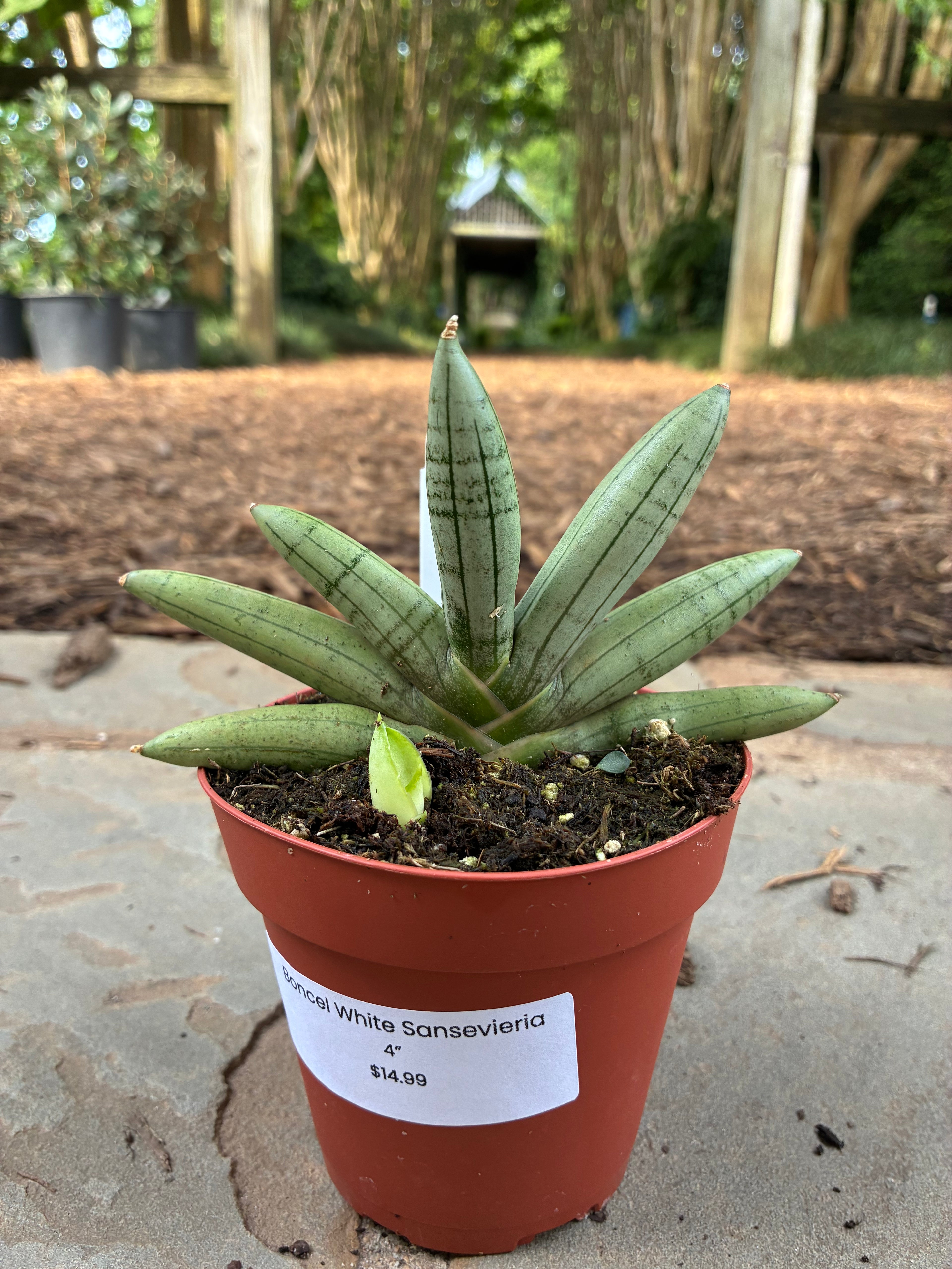 Boncel White Sansevieria