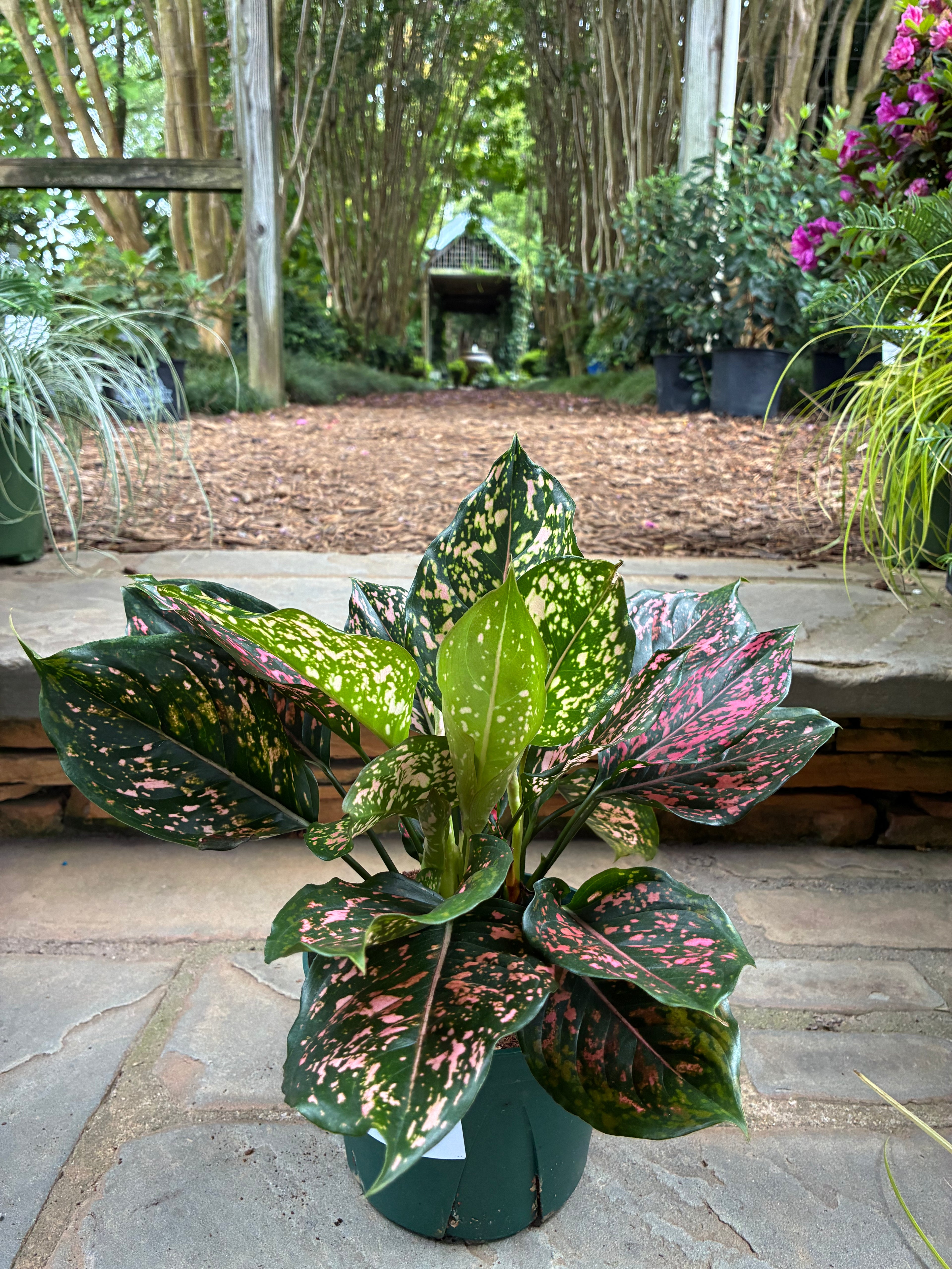 Pink Dalmatian Aglaonema